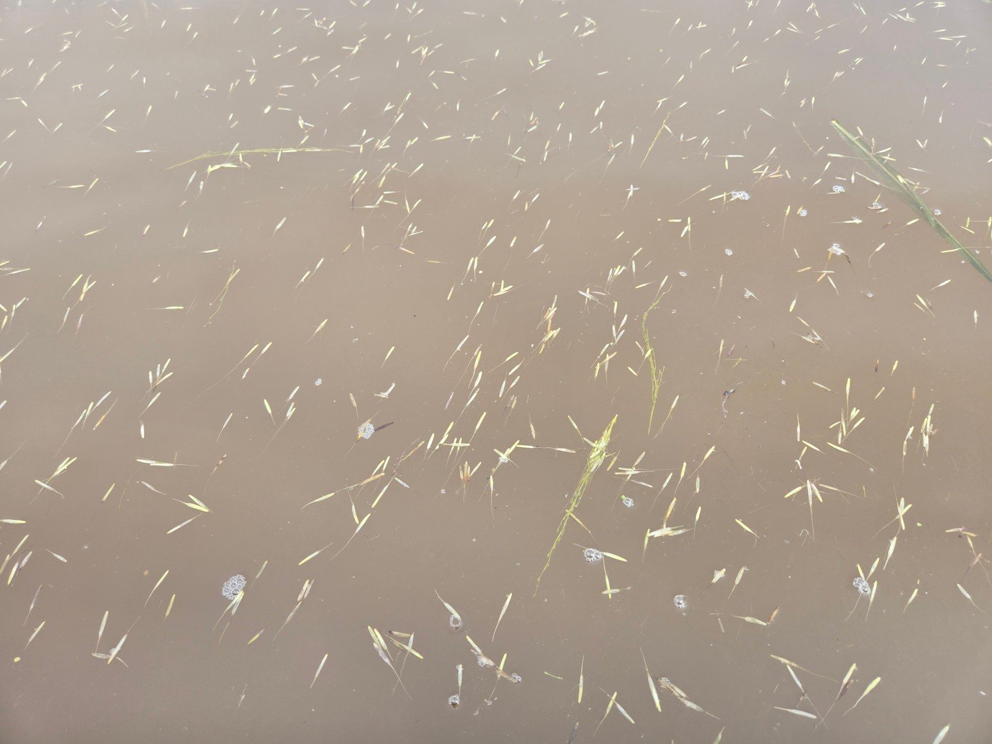 What does the return of wild rice mean for the St. Louis River&mdash;and for all of us? Join the St. Louis River Alliance and Area of Concern coordinators for our annual AOC Celebration of Progress. This year's theme is 'A River Resurgence: The Retur