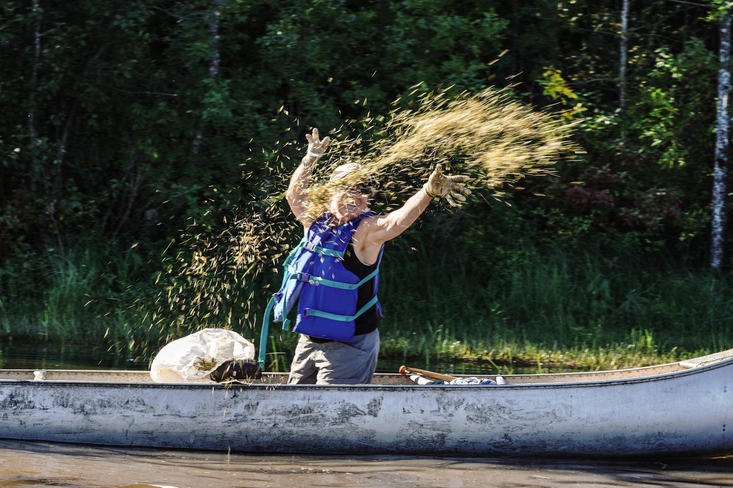 Manoomin (wild rice) is vital to the health of the St. Louis River&mdash;and to all who call it home. After more than a decade of restoration work by dozens of partners, manoomin is making a powerful comeback in the estuary. Join us to celebrate this