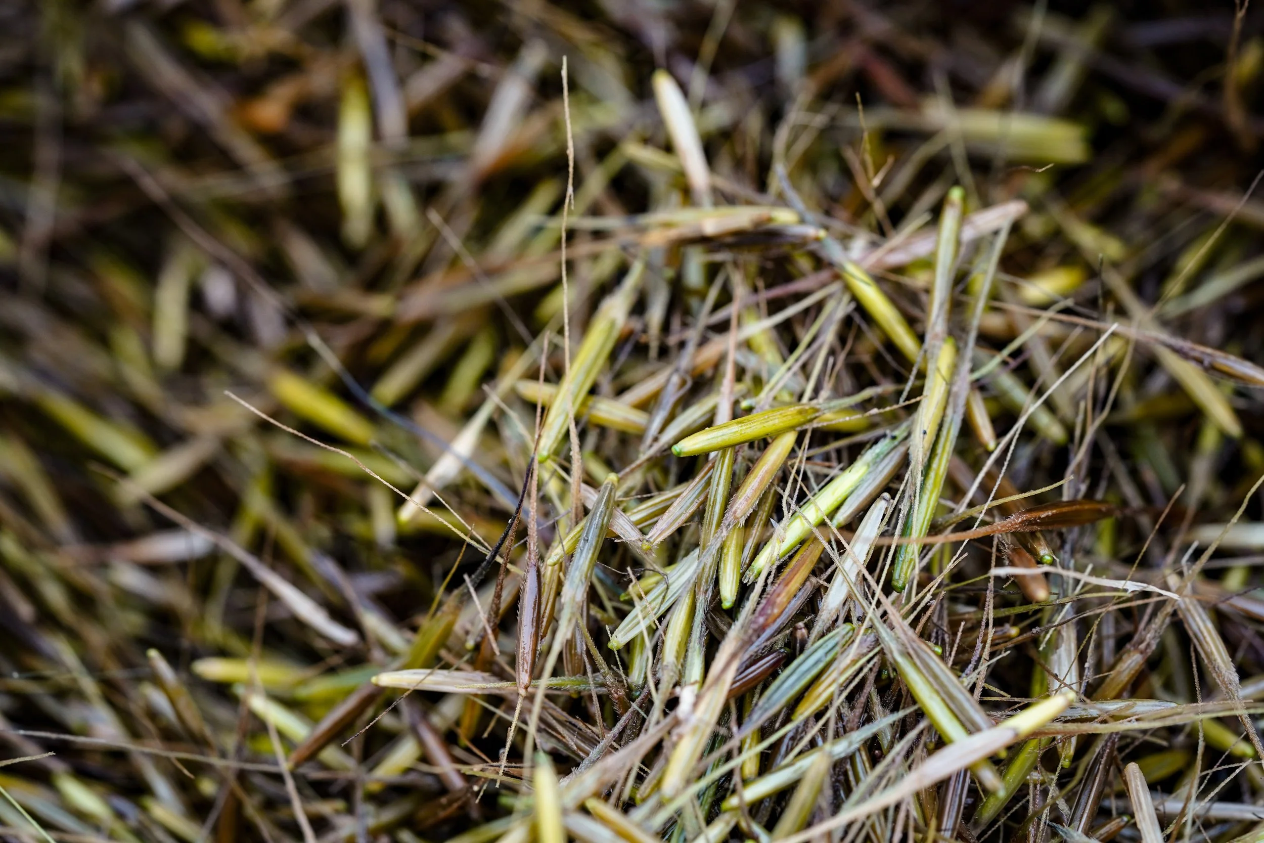 2022 - Wild Rice Planting - Kingsbury Bay 73.jpg