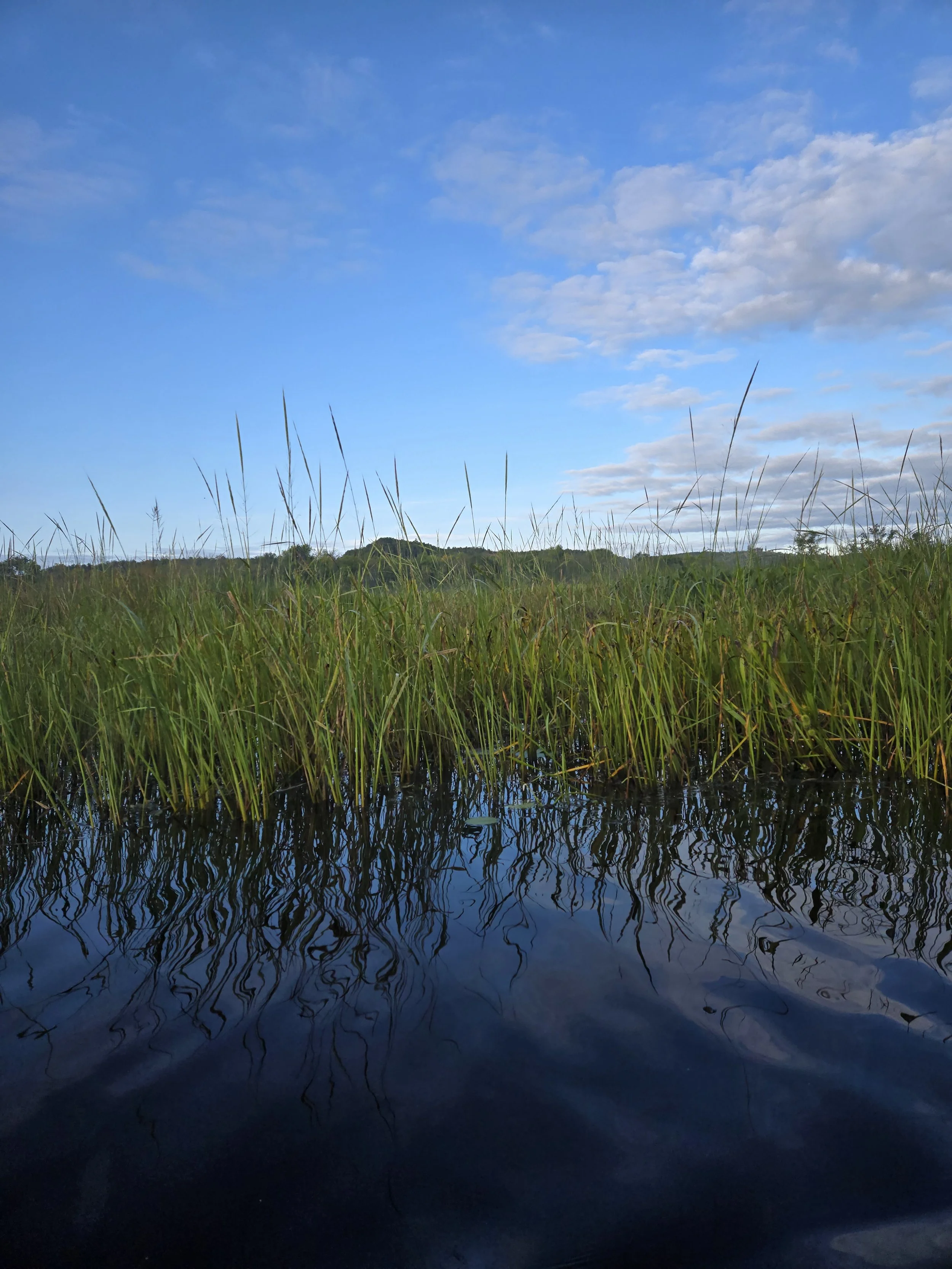 2025 Wild Rice Beds.jpg