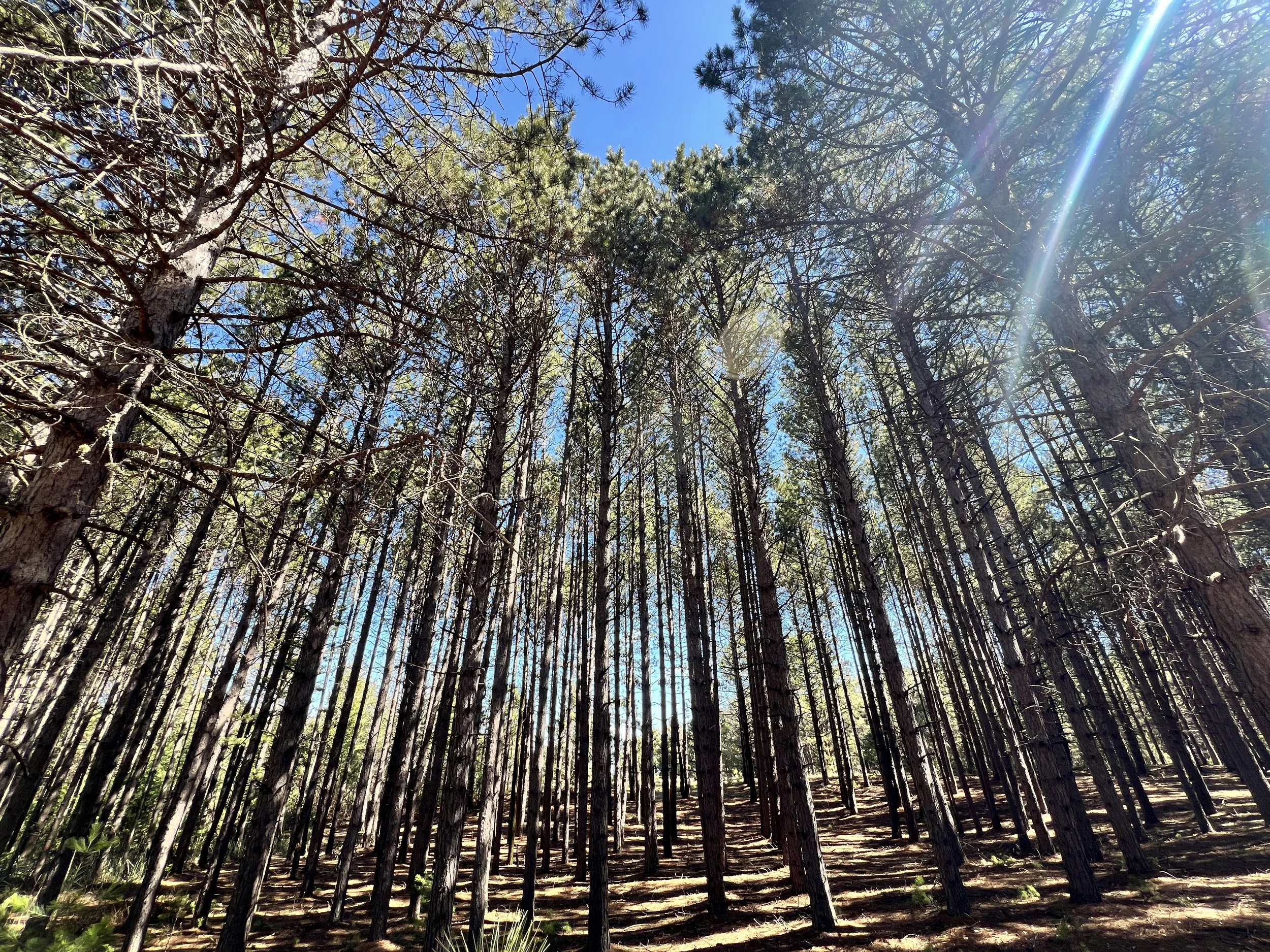 September River Revival: Ishkode | The Past, Present, and Future of Fire on Wisconsin Point