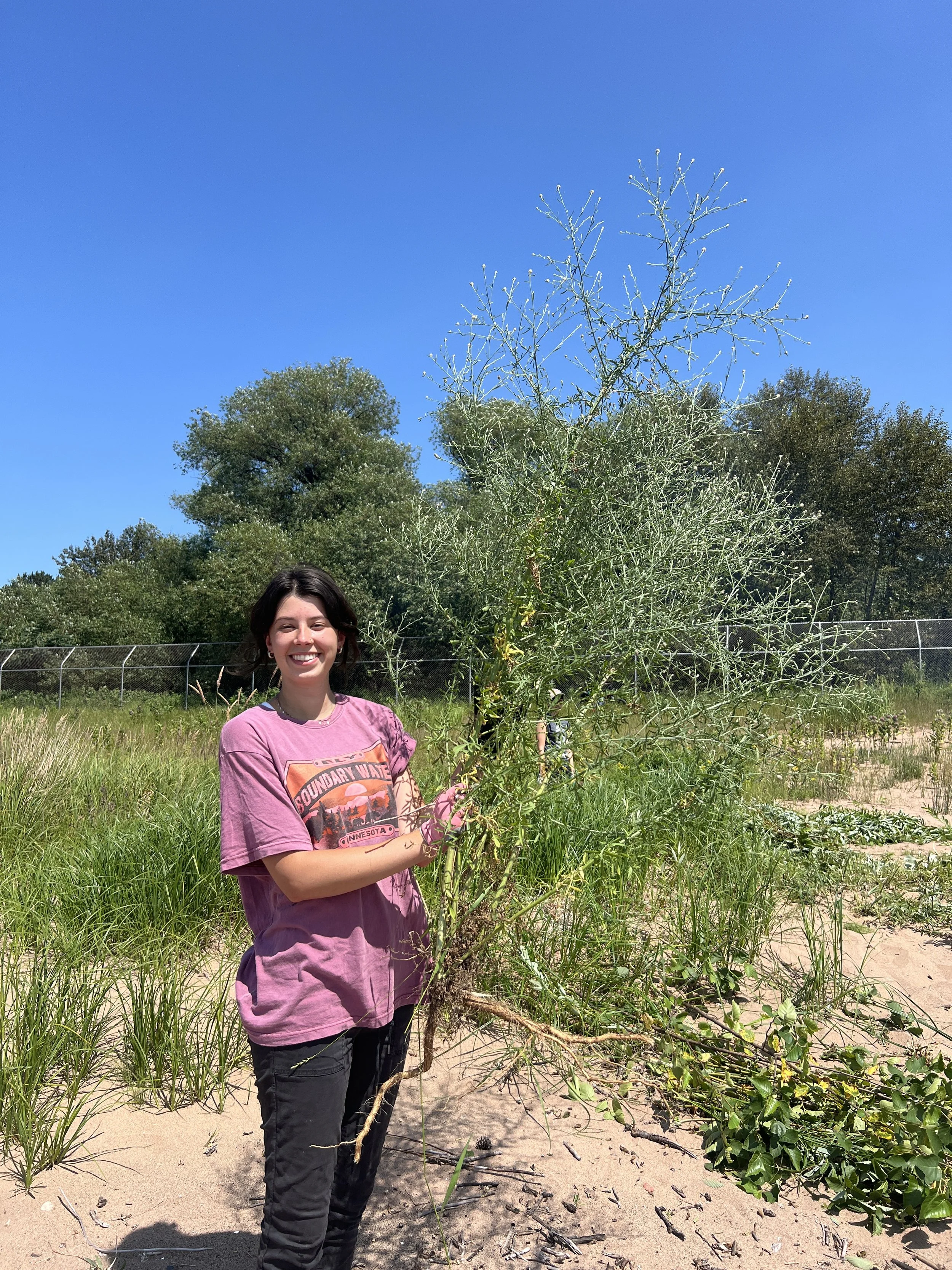 Volunteer Day @ Piping Plover Site (Day Two)