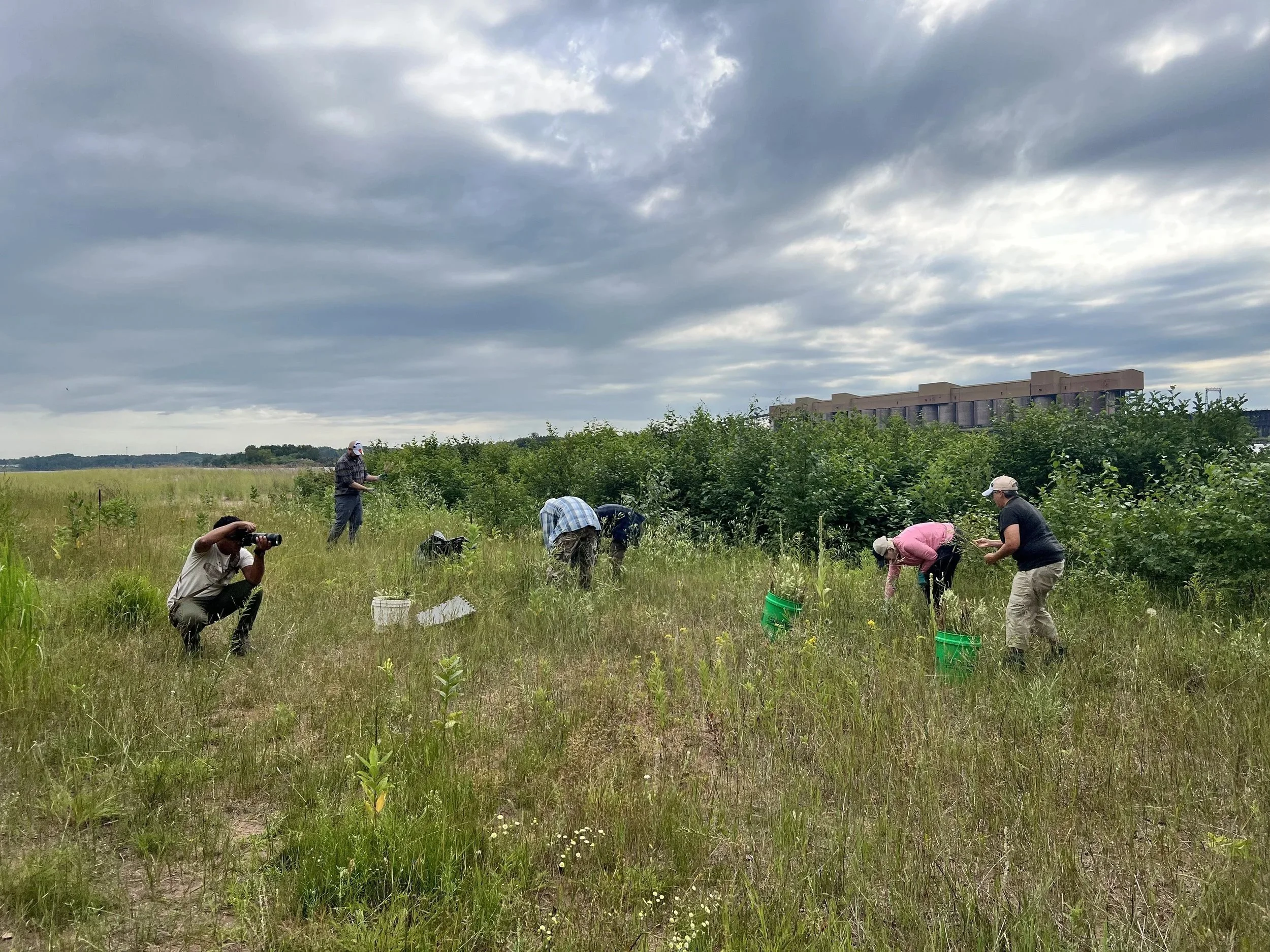 Piping Plover Habitat Improvements on Wisconsin Point Bird Sanctuary 
