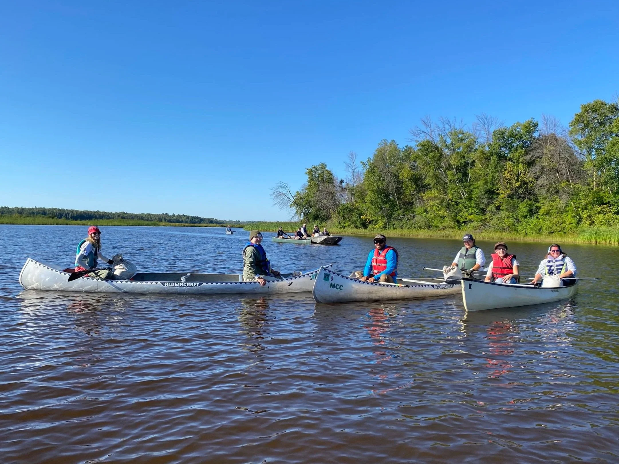Manoomin/wild rice planted in sections of the St. Louis River Estuary