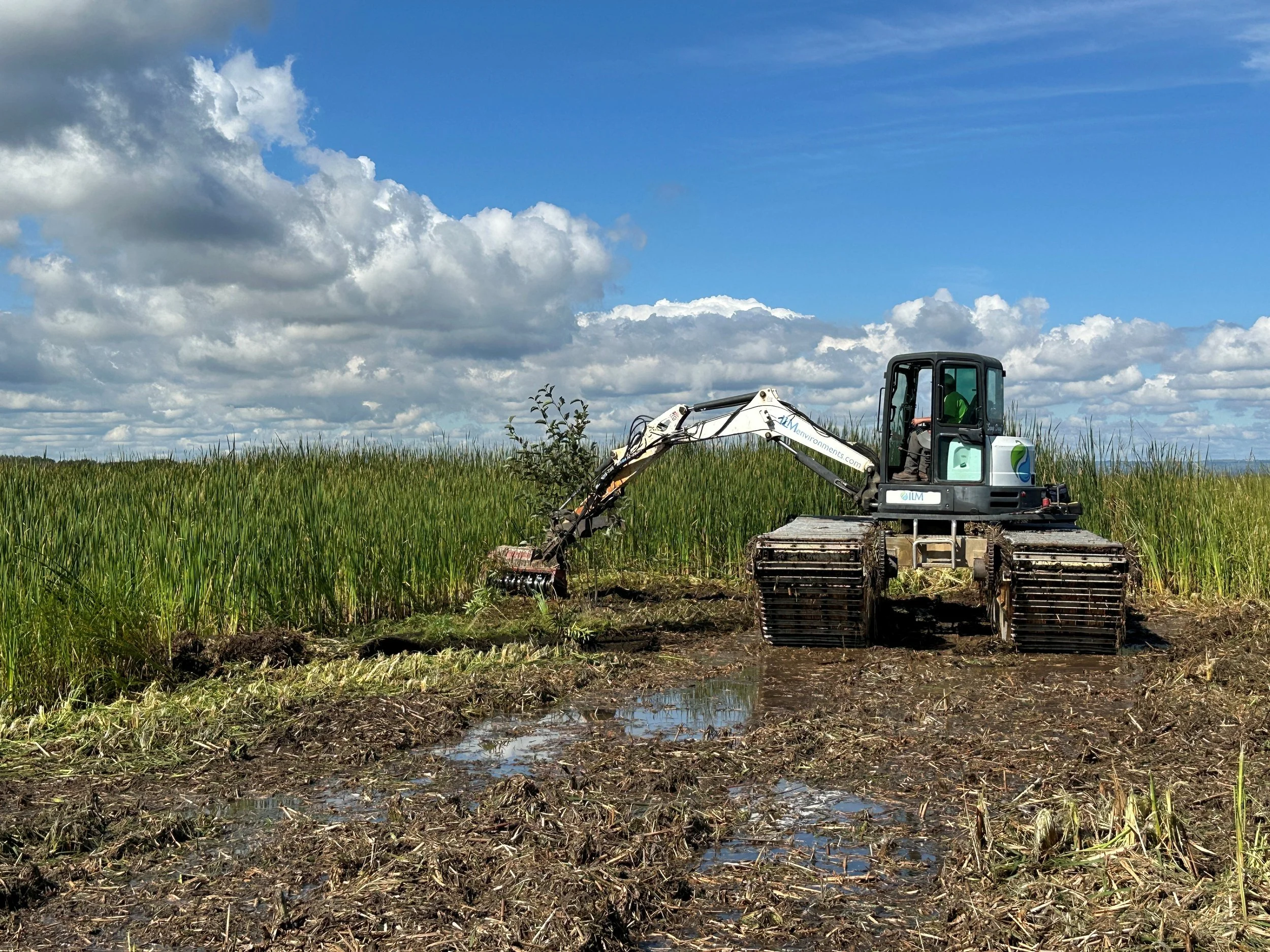 Allouez Bay Restoration: What’s Happening This Fall