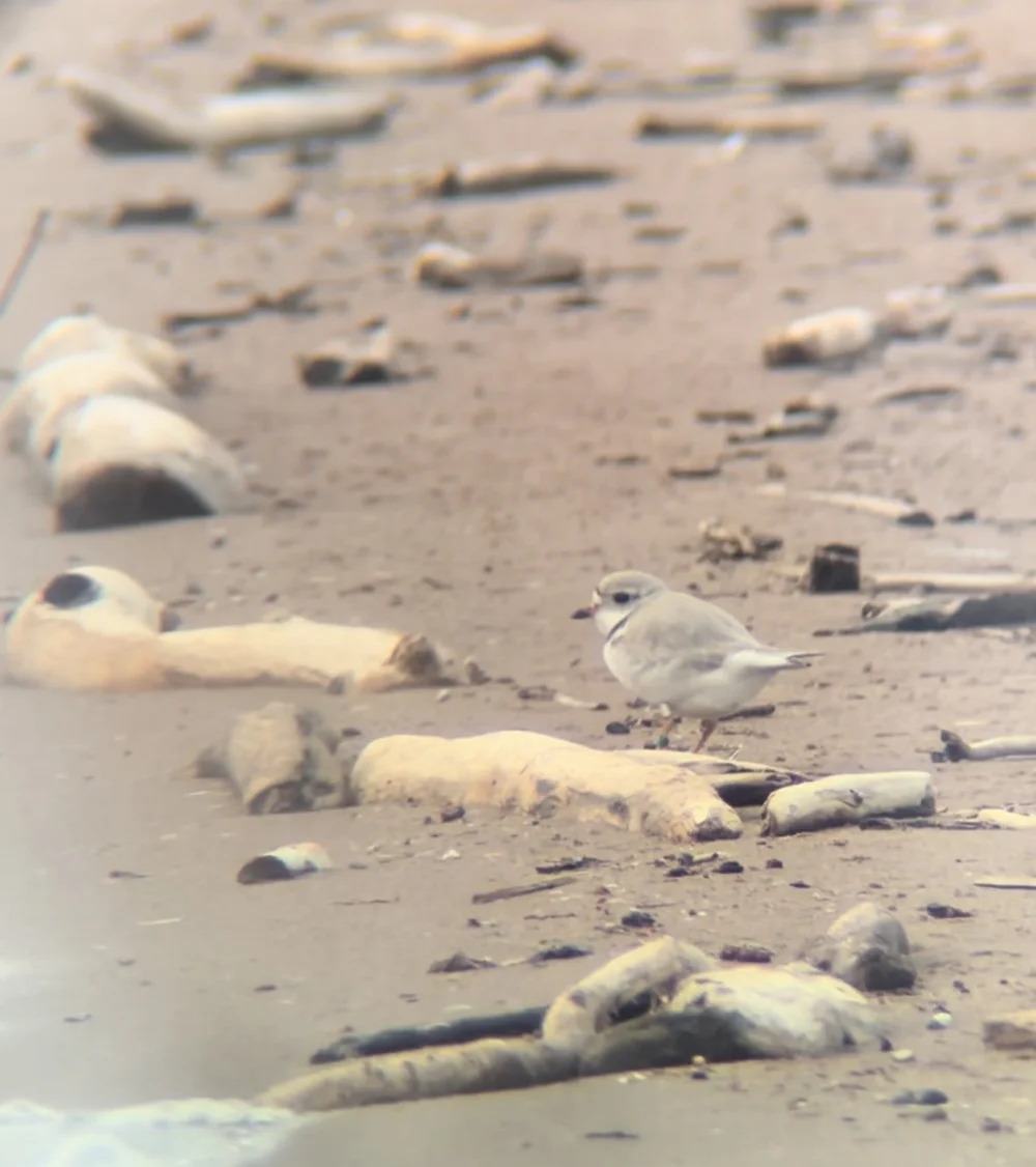 2023 Piping Plover Monitoring Season Recap St. Louis River Alliance