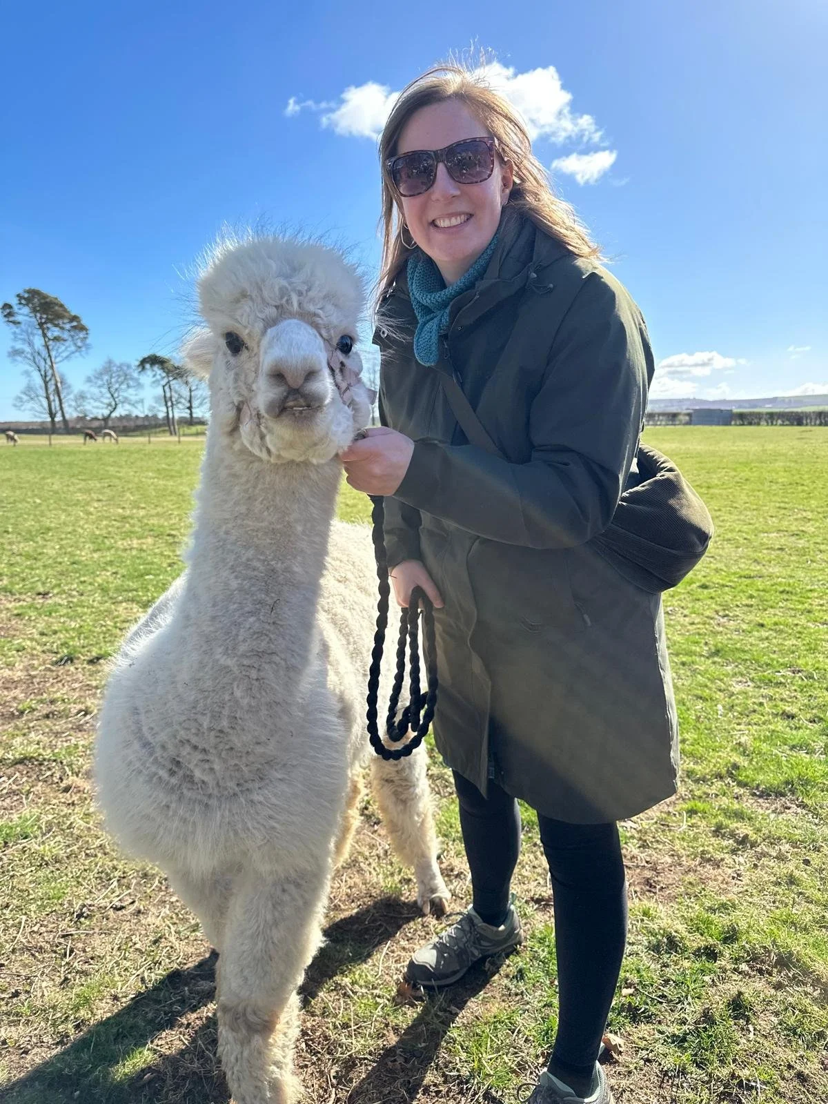 Day with the family on an alpaca walk, meet Victor! March 2025