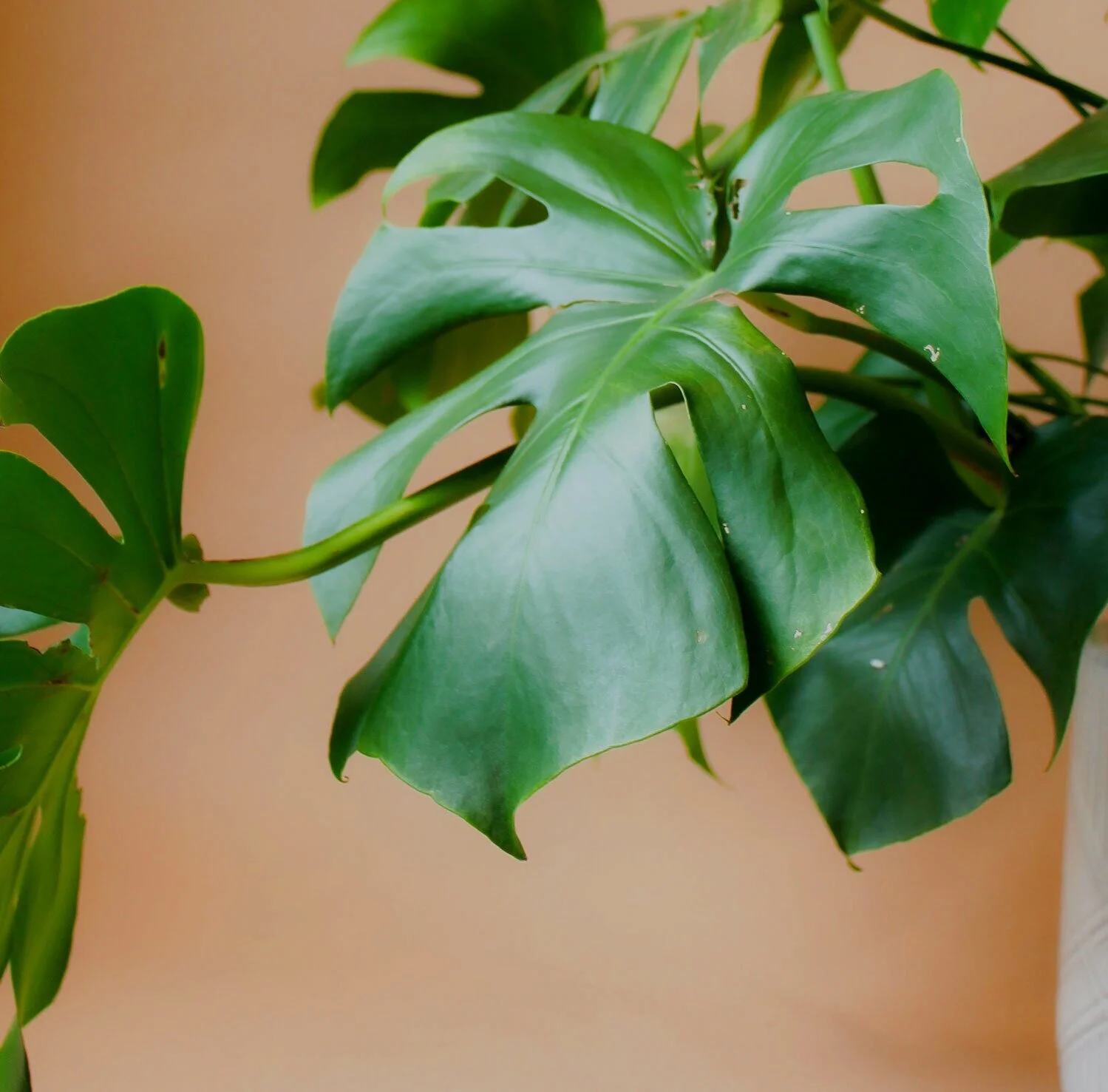 Plants