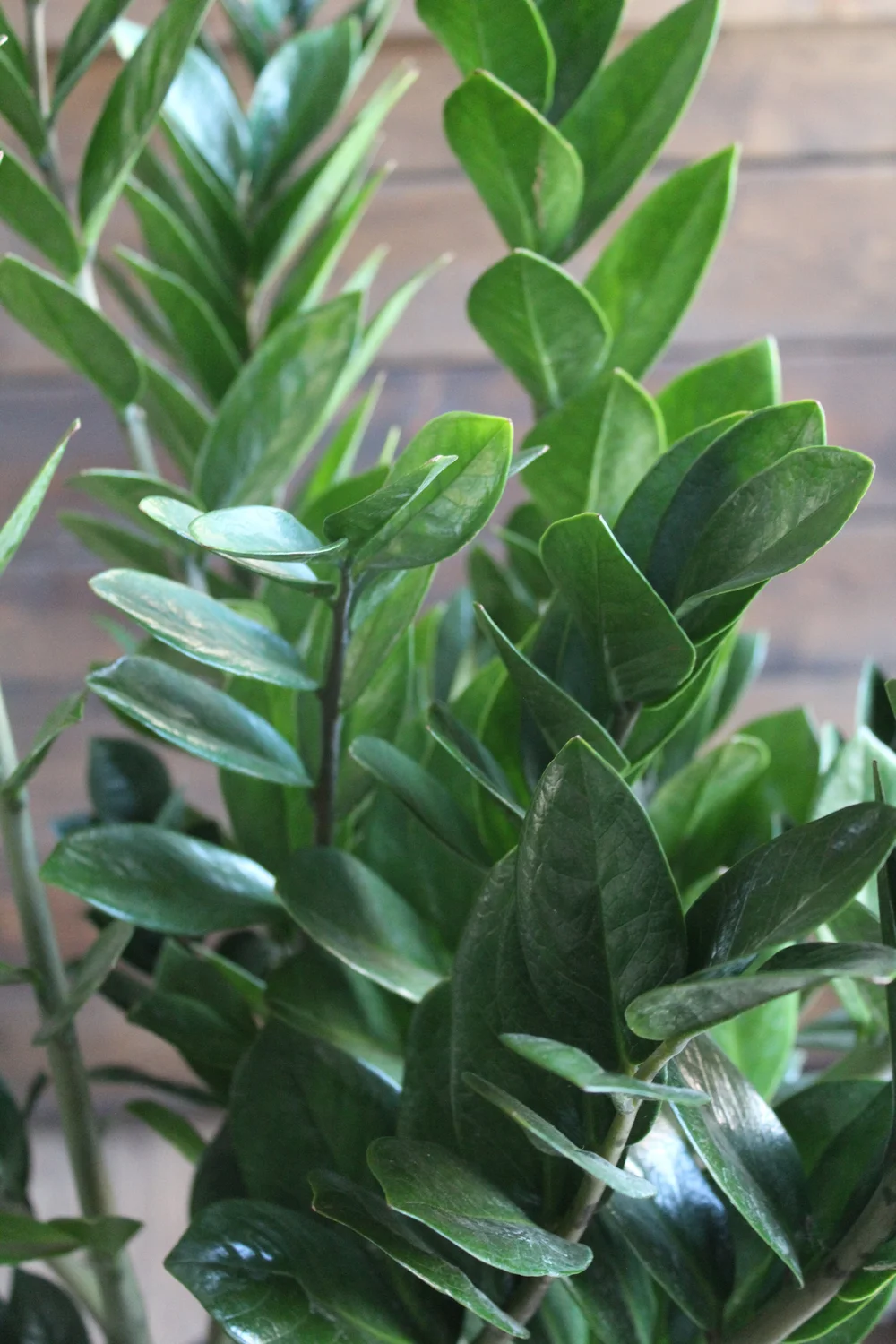 big snake plant Sansevieria trifasciata Black Gold Broad Leaf (snake plant)