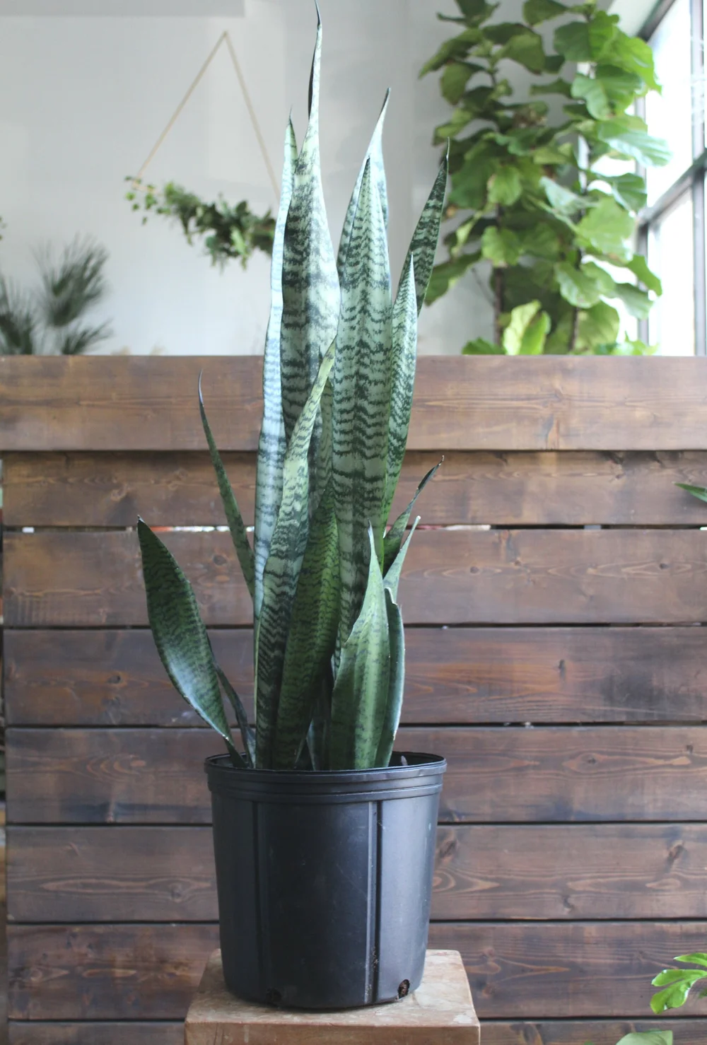 Snake Plant Futura Robusta Large B Collective