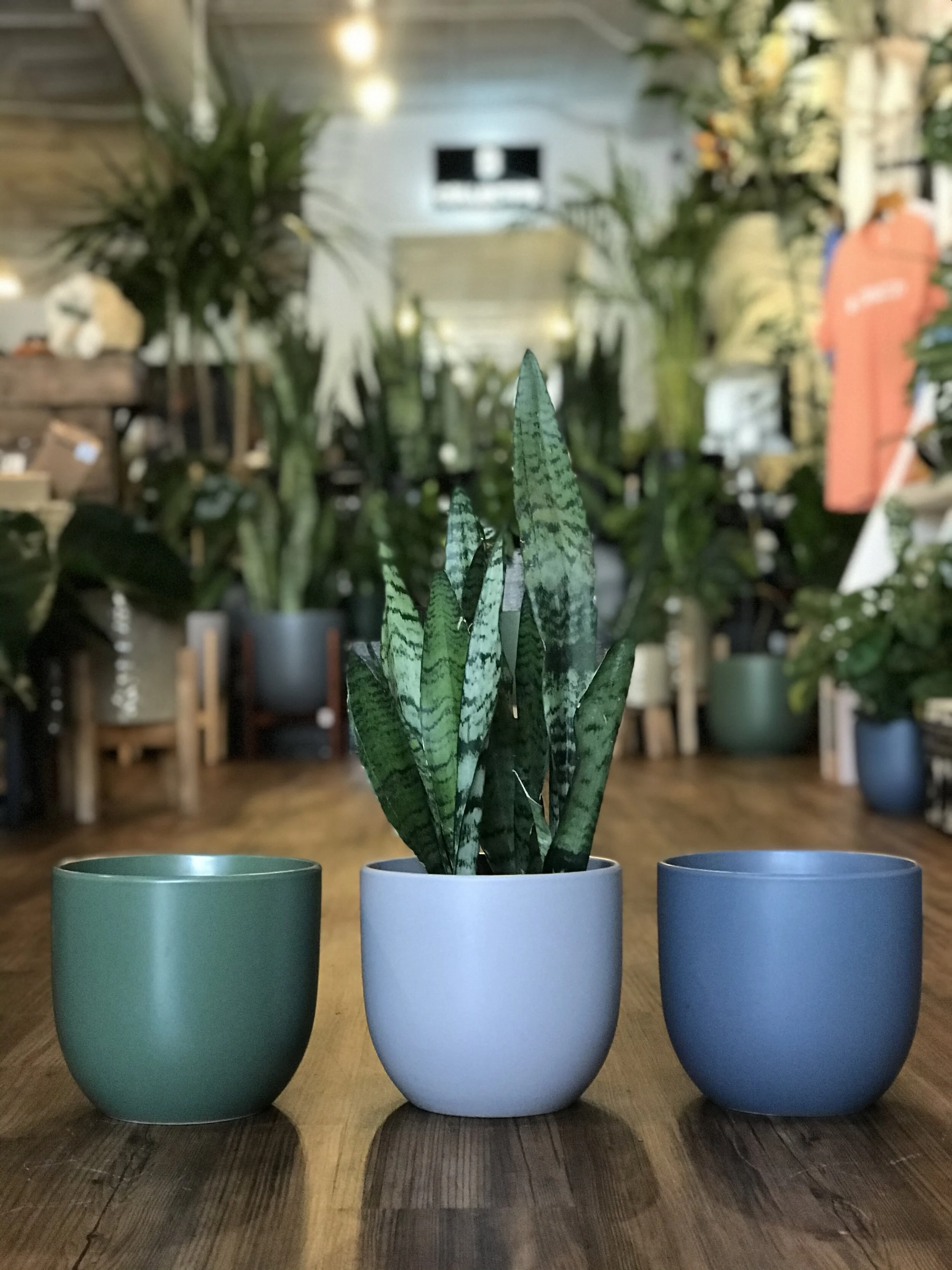 Sip + Pot with Dr Mia 21+ (FRI)