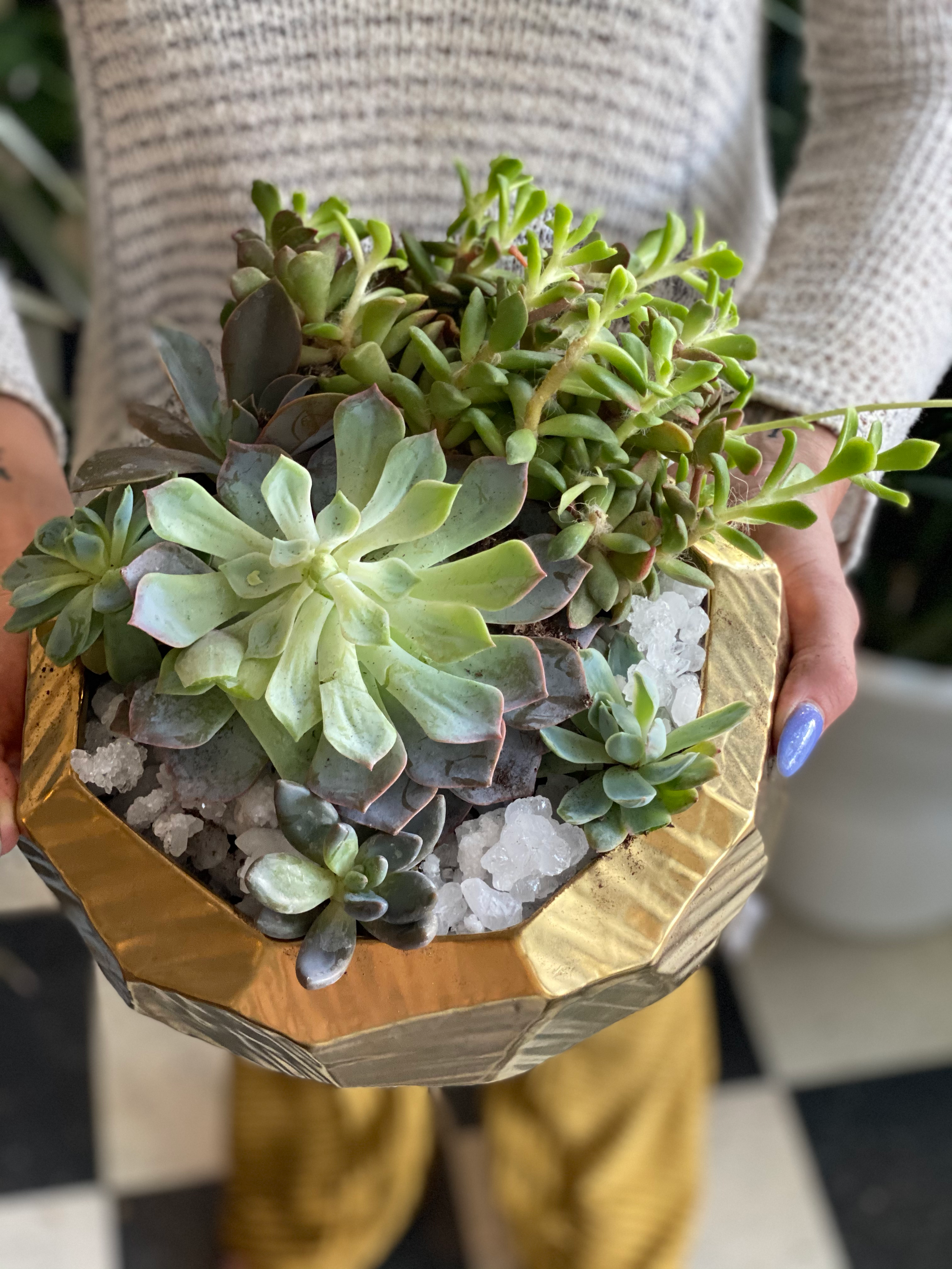 Crystal Succulent Garden Workshop