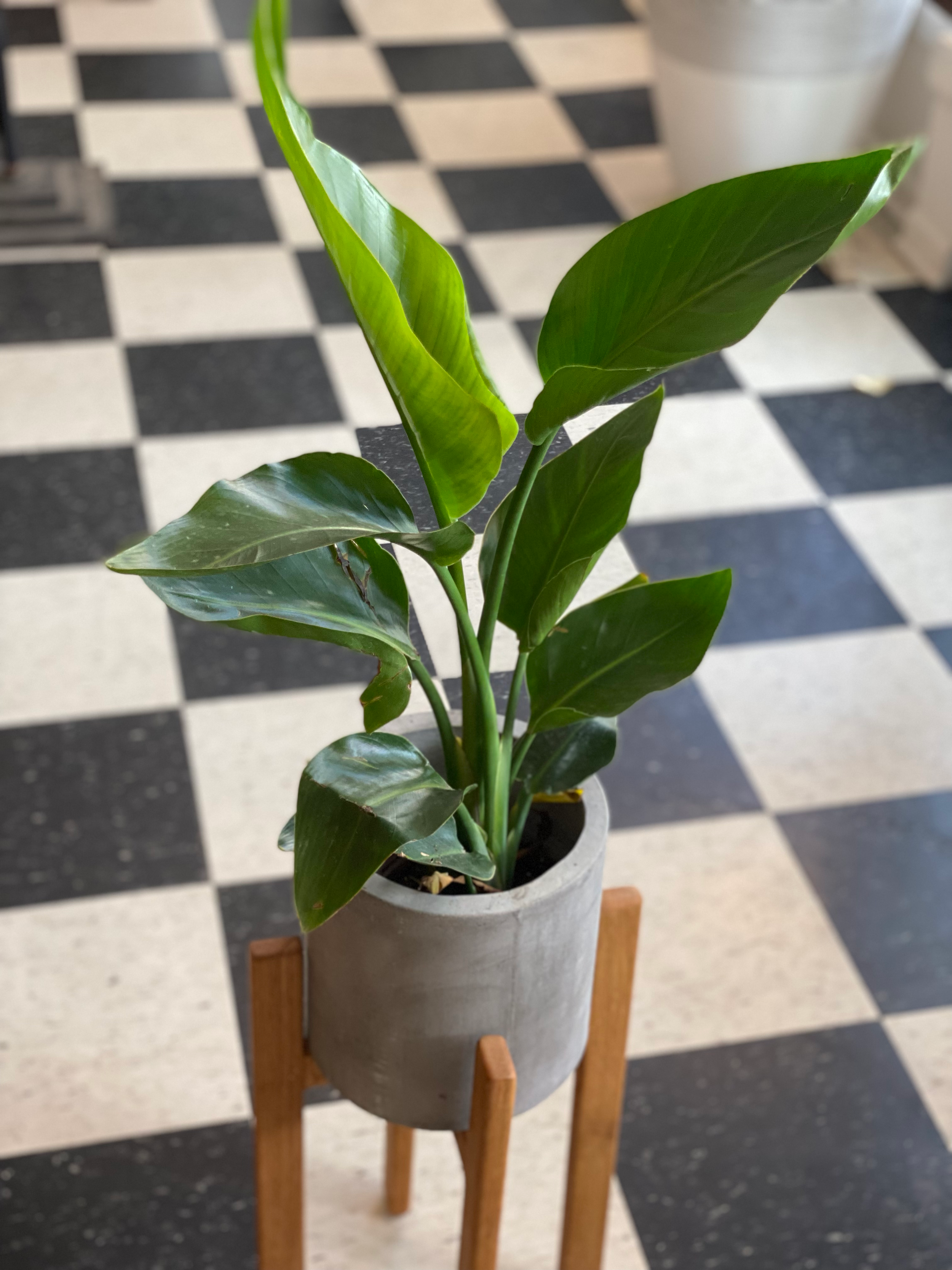 Bird of Paradise in Gray Wood Stand 