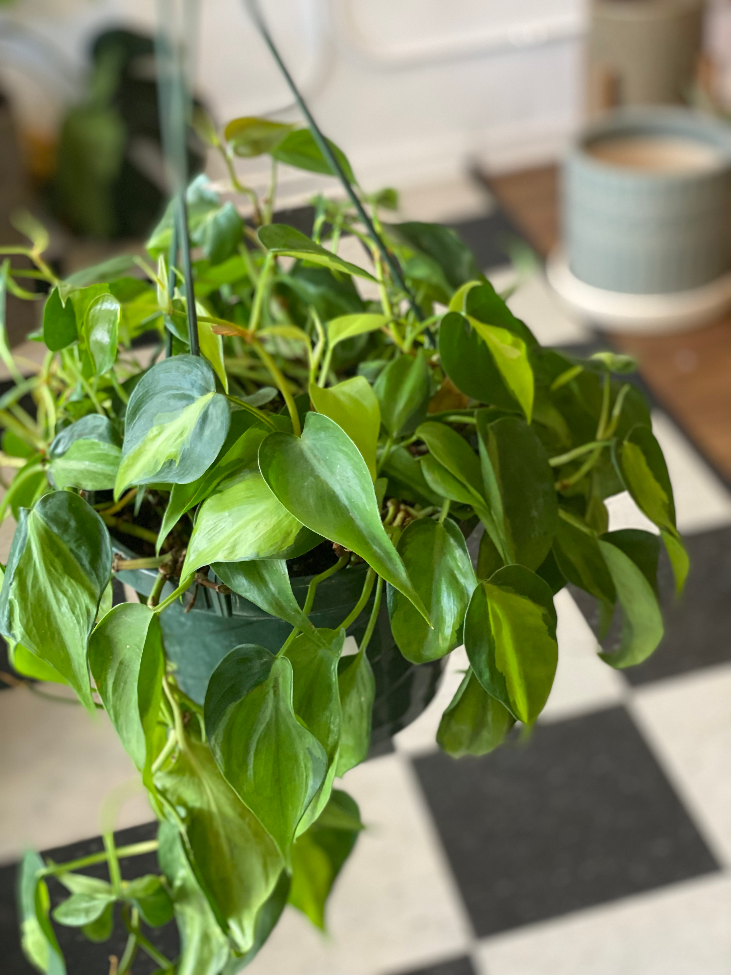 Philodendron Brazil 