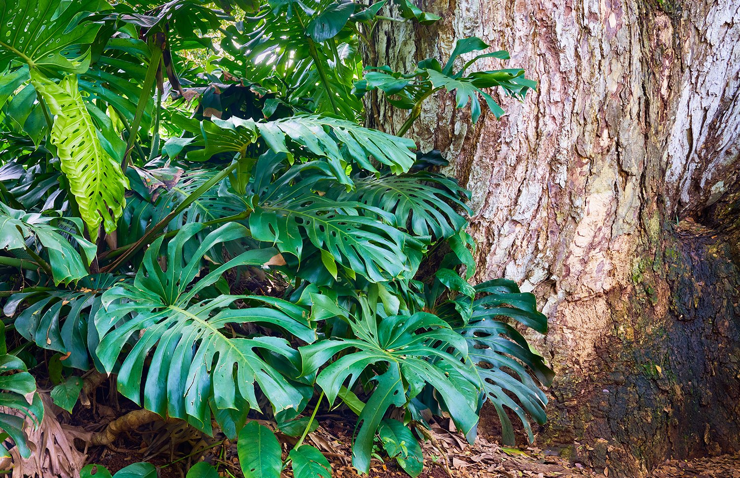 Native Split leaf Philodendron along Waimea Trail