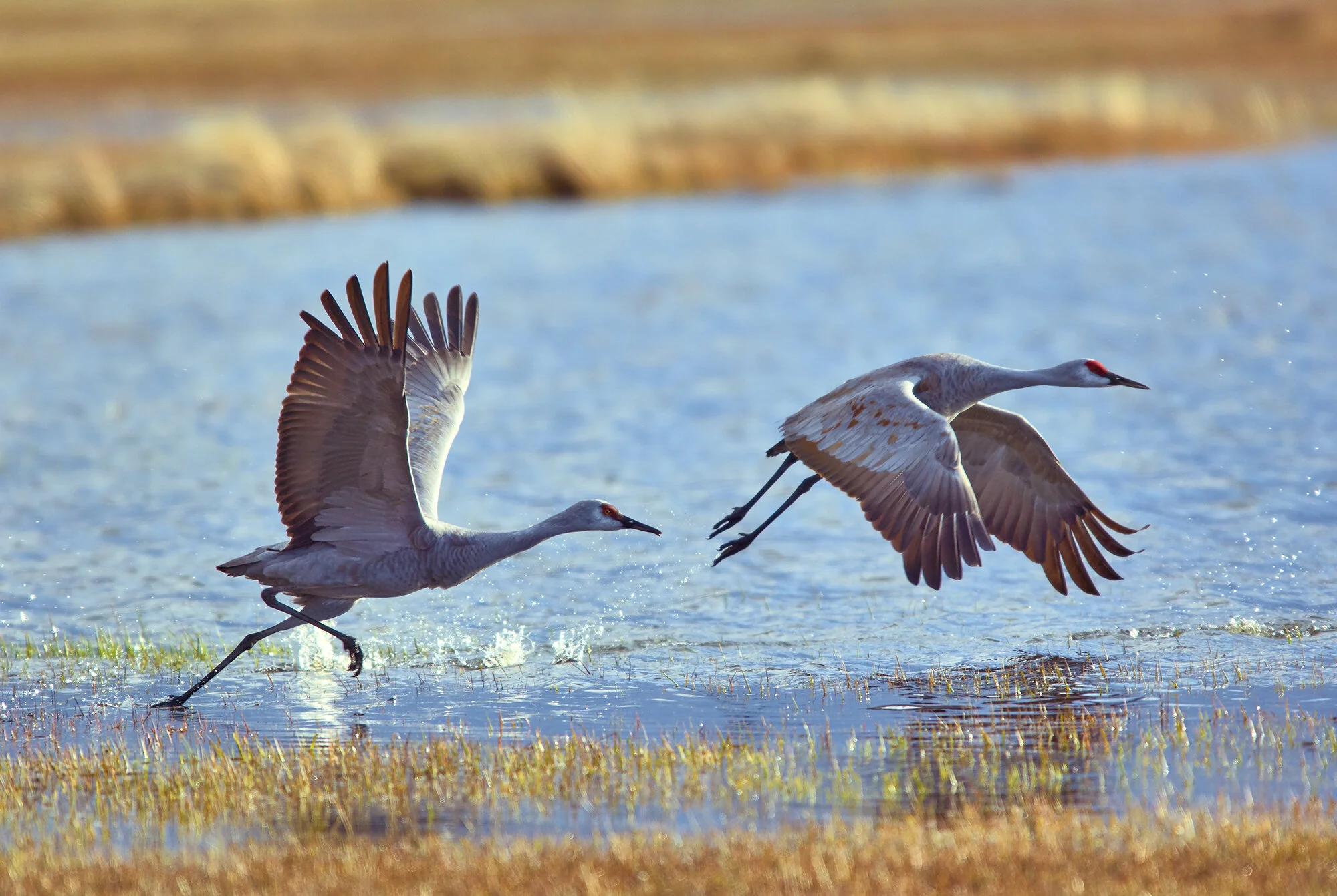_dsc0019 Crane pair takeoffApr 05 2005.jpg
