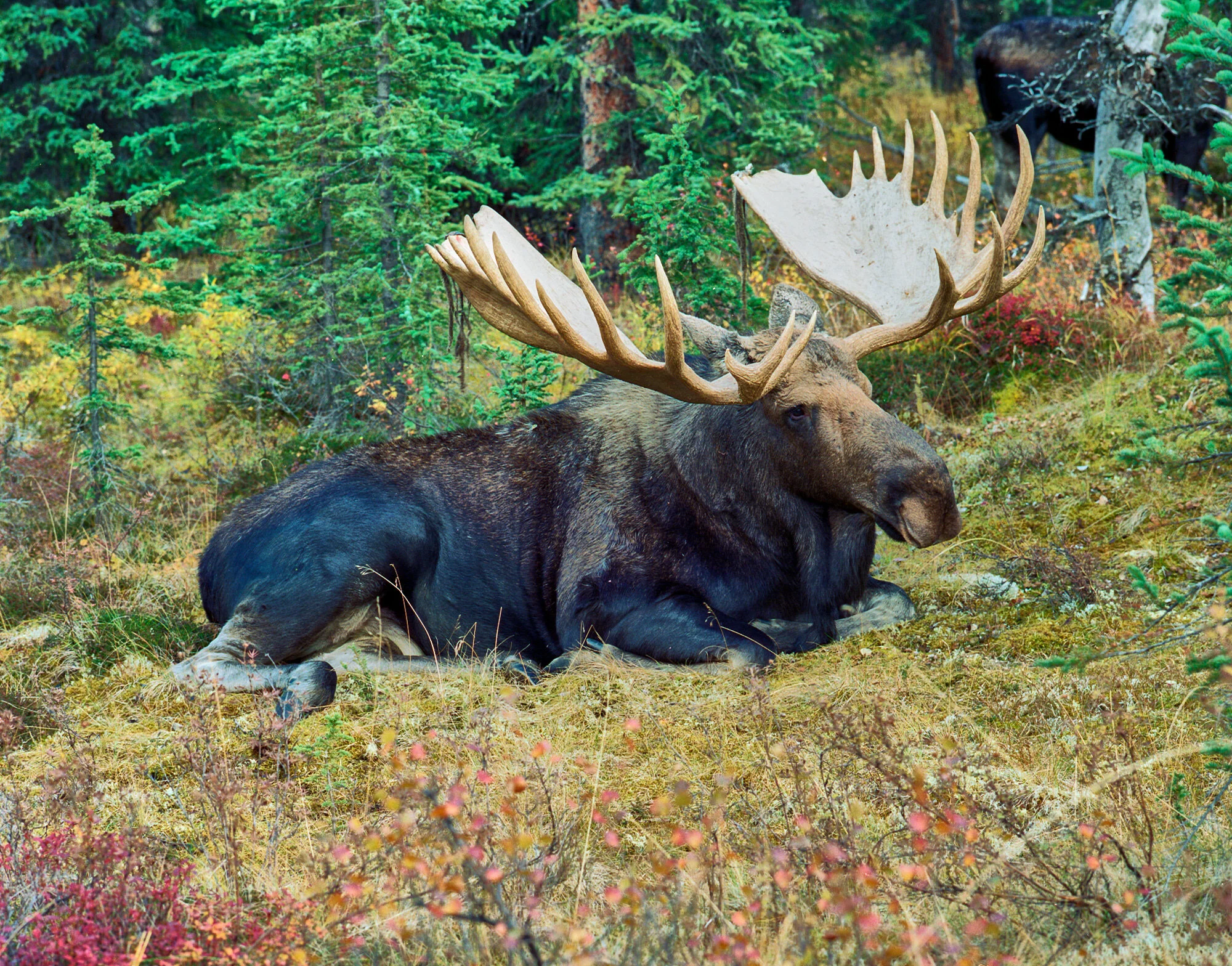 moose Jul 04 2008.jpg