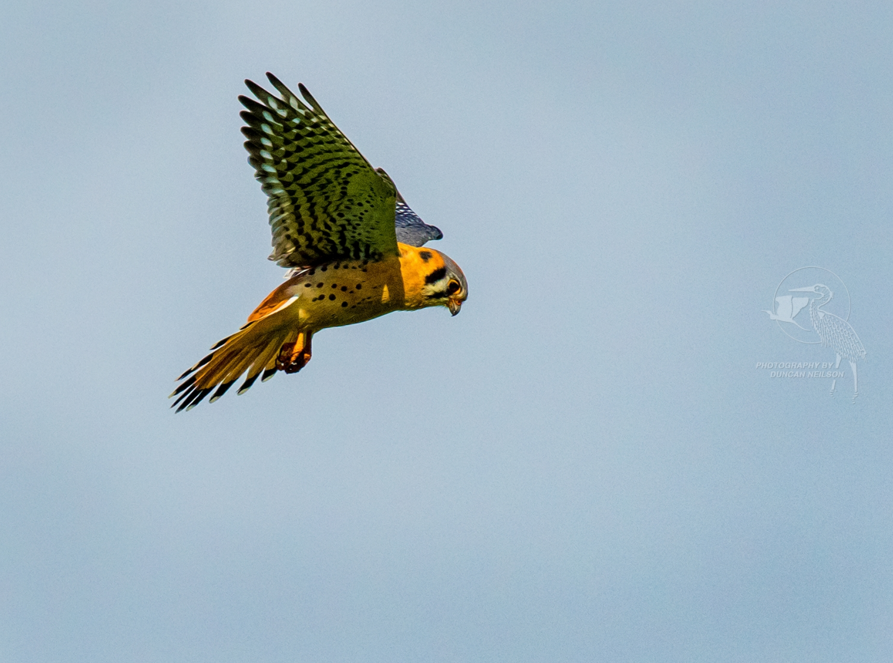 Windhover (Kestrel)