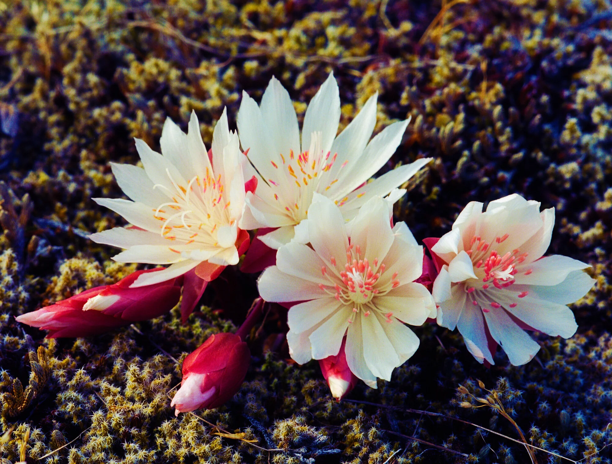 Bitterroot Flowercolor Flowers — Duncan Neilson