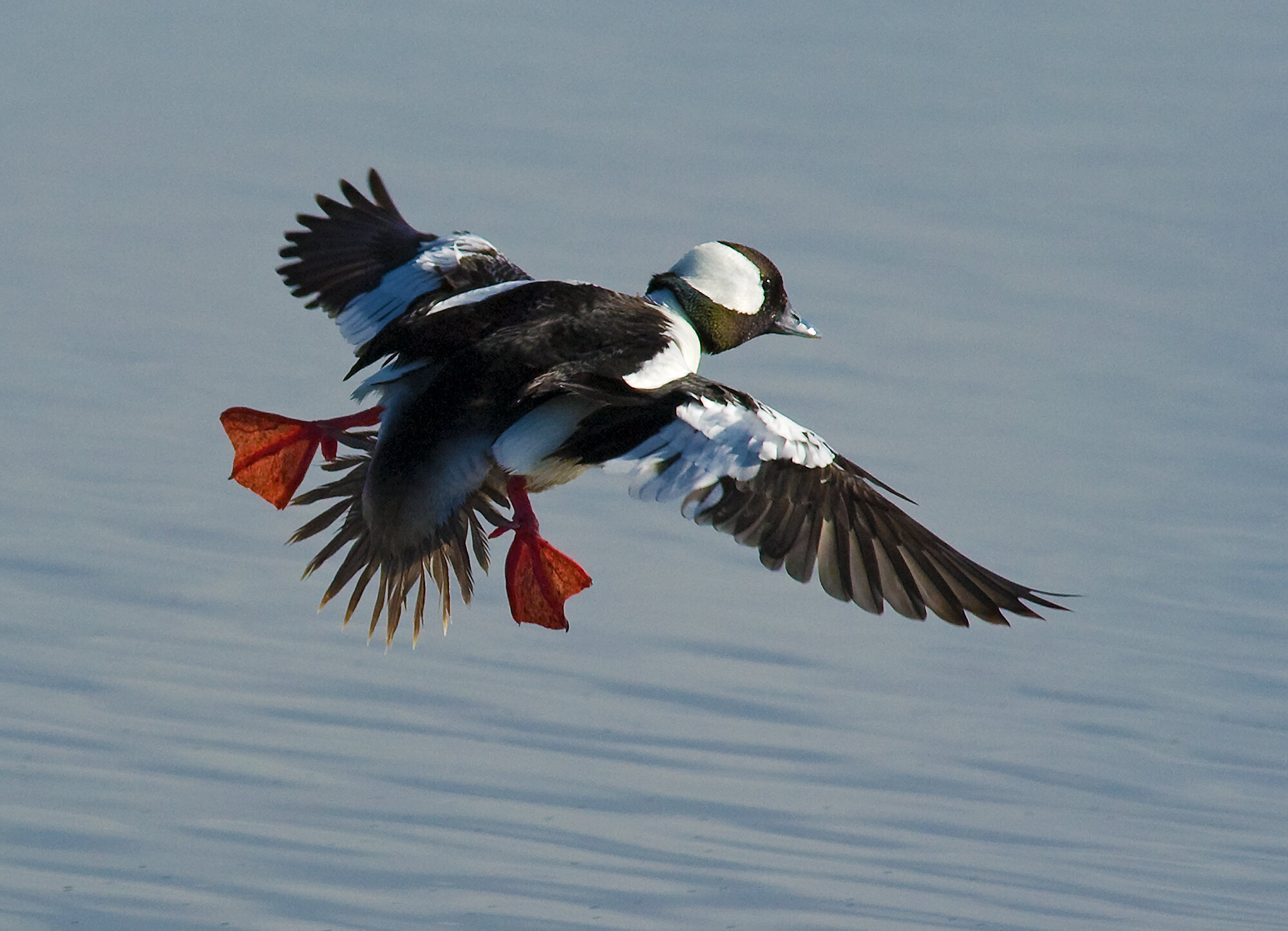 Bufflehead Landing