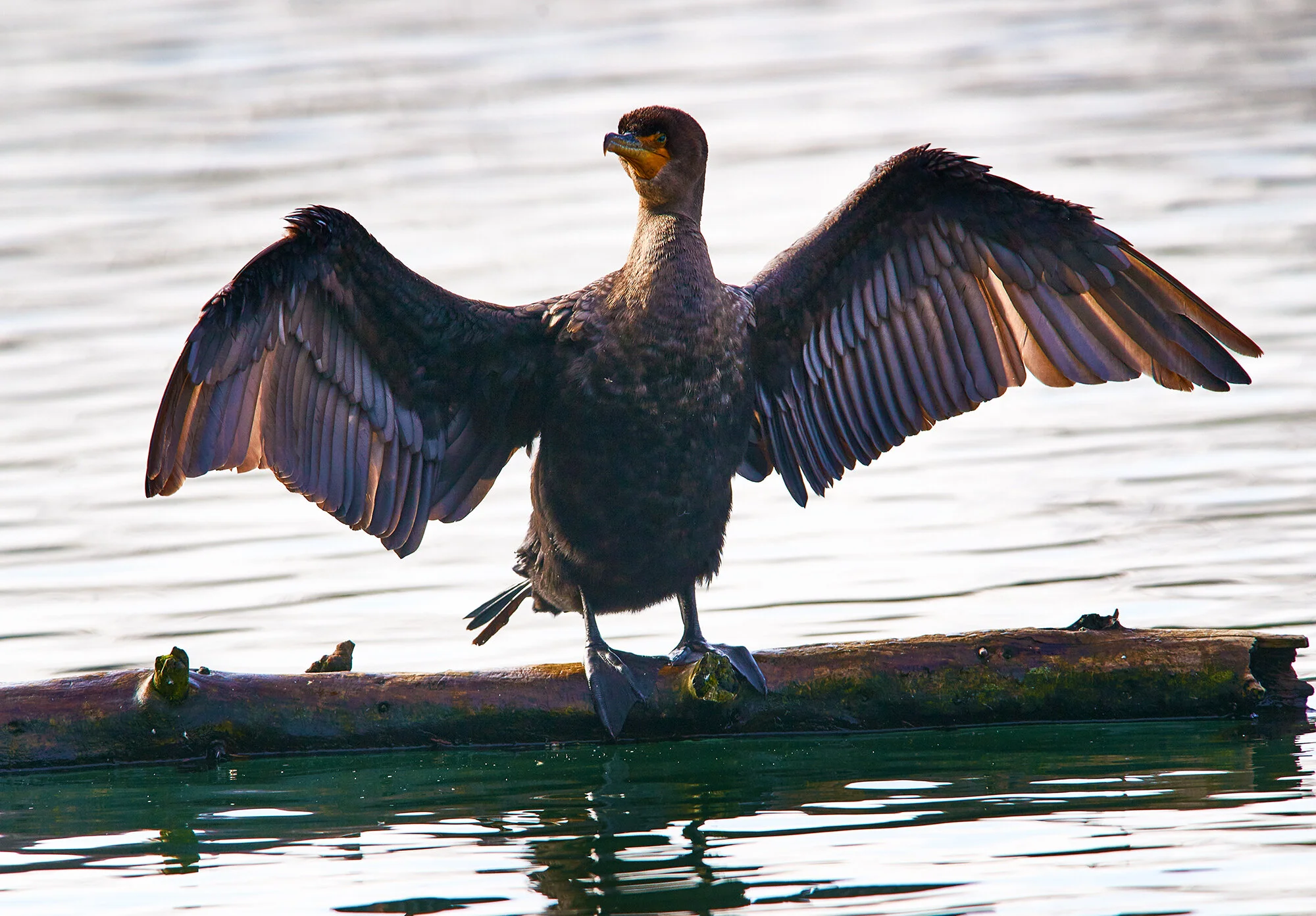 Double-crested cormorant