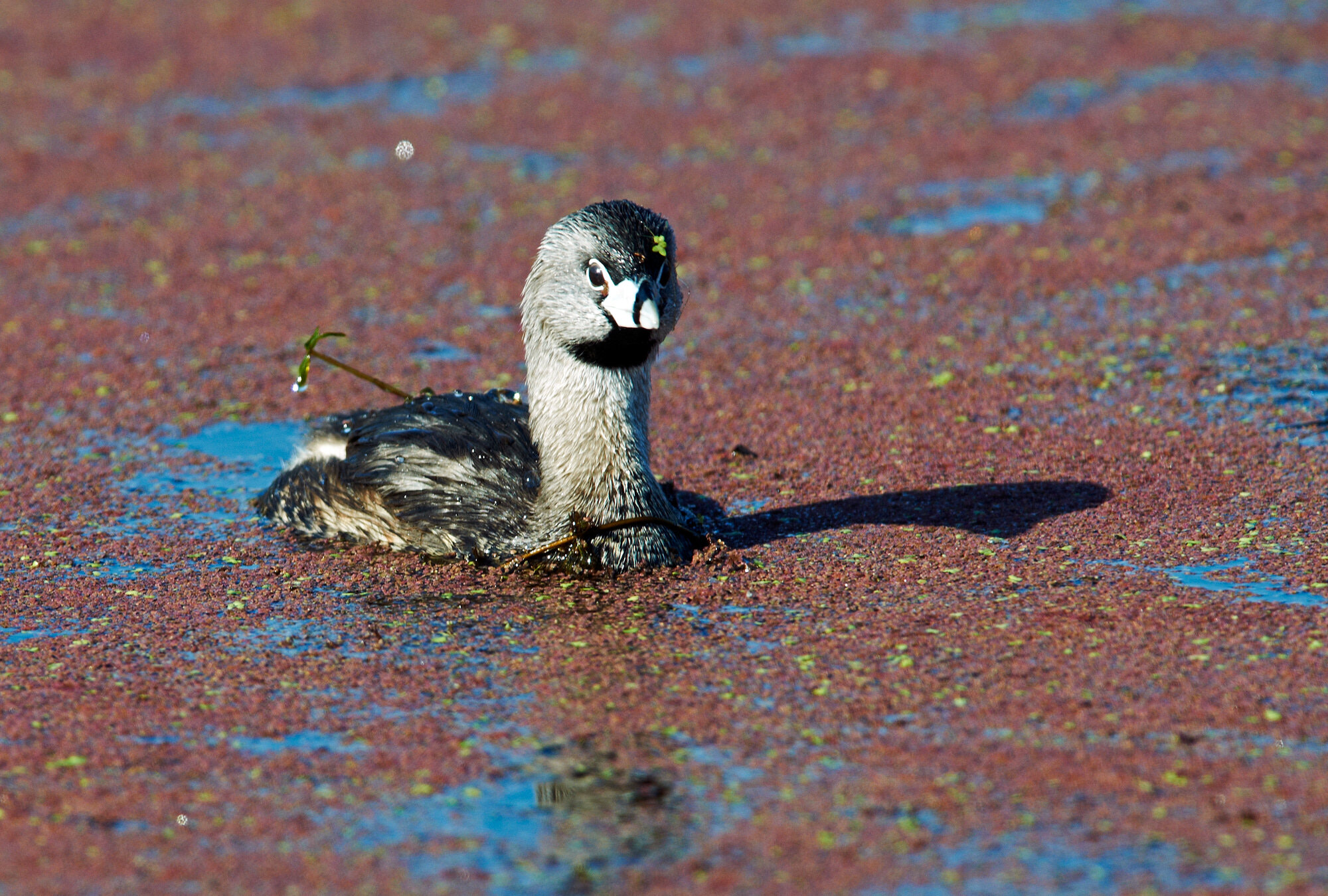 Pied-billed Grebe