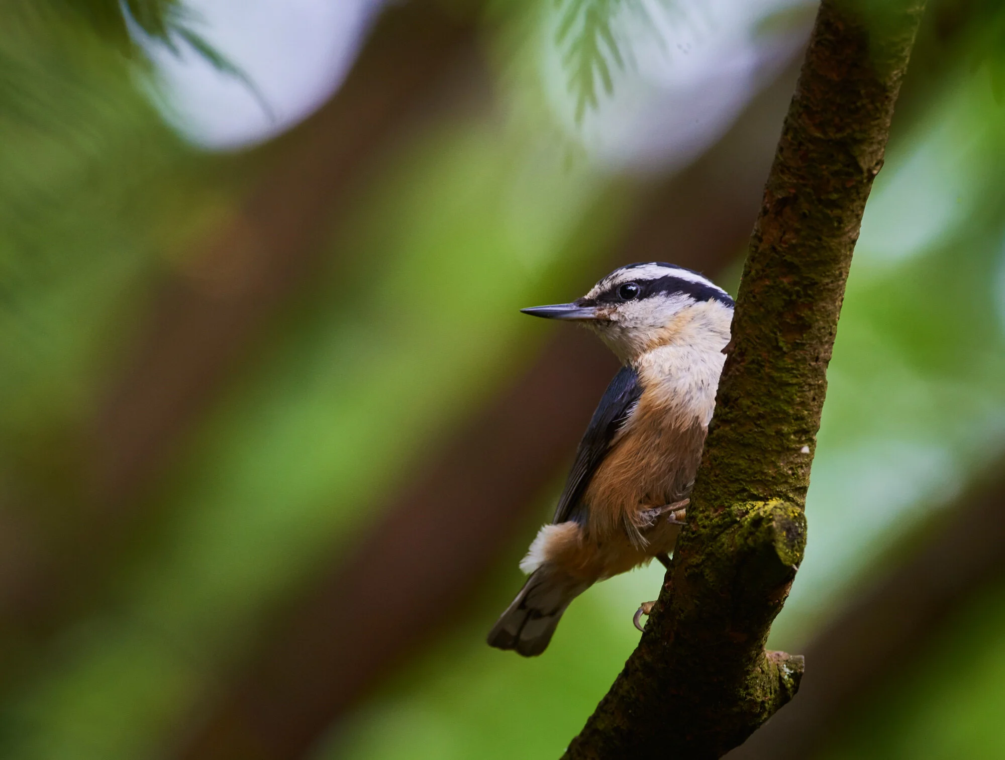 Red-breasted Nuthatch