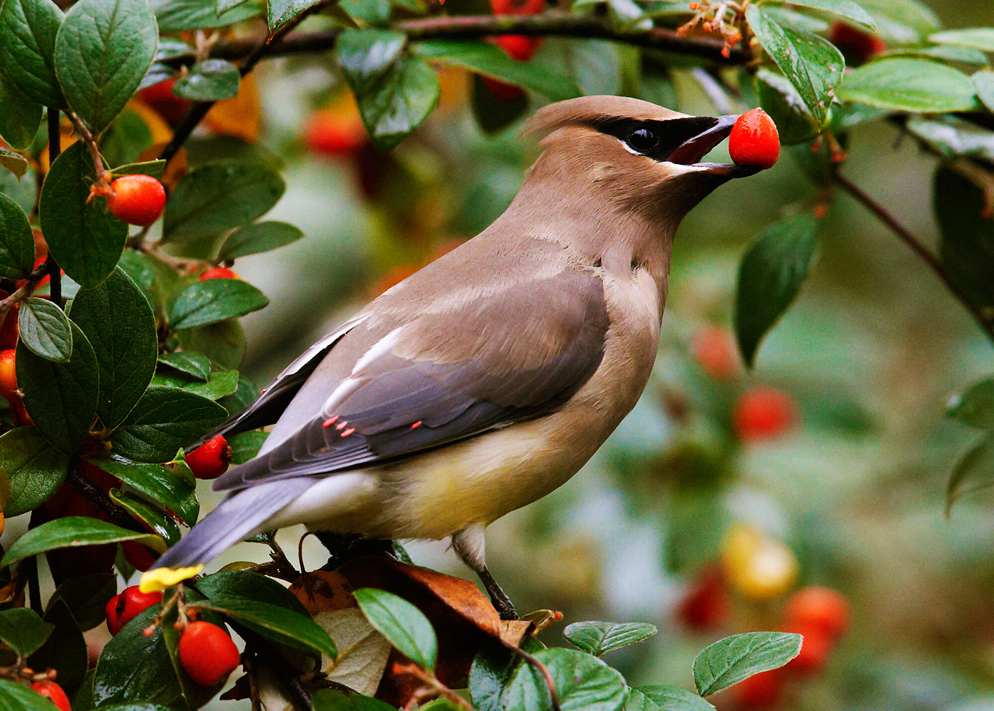 Cedar Waxwing
