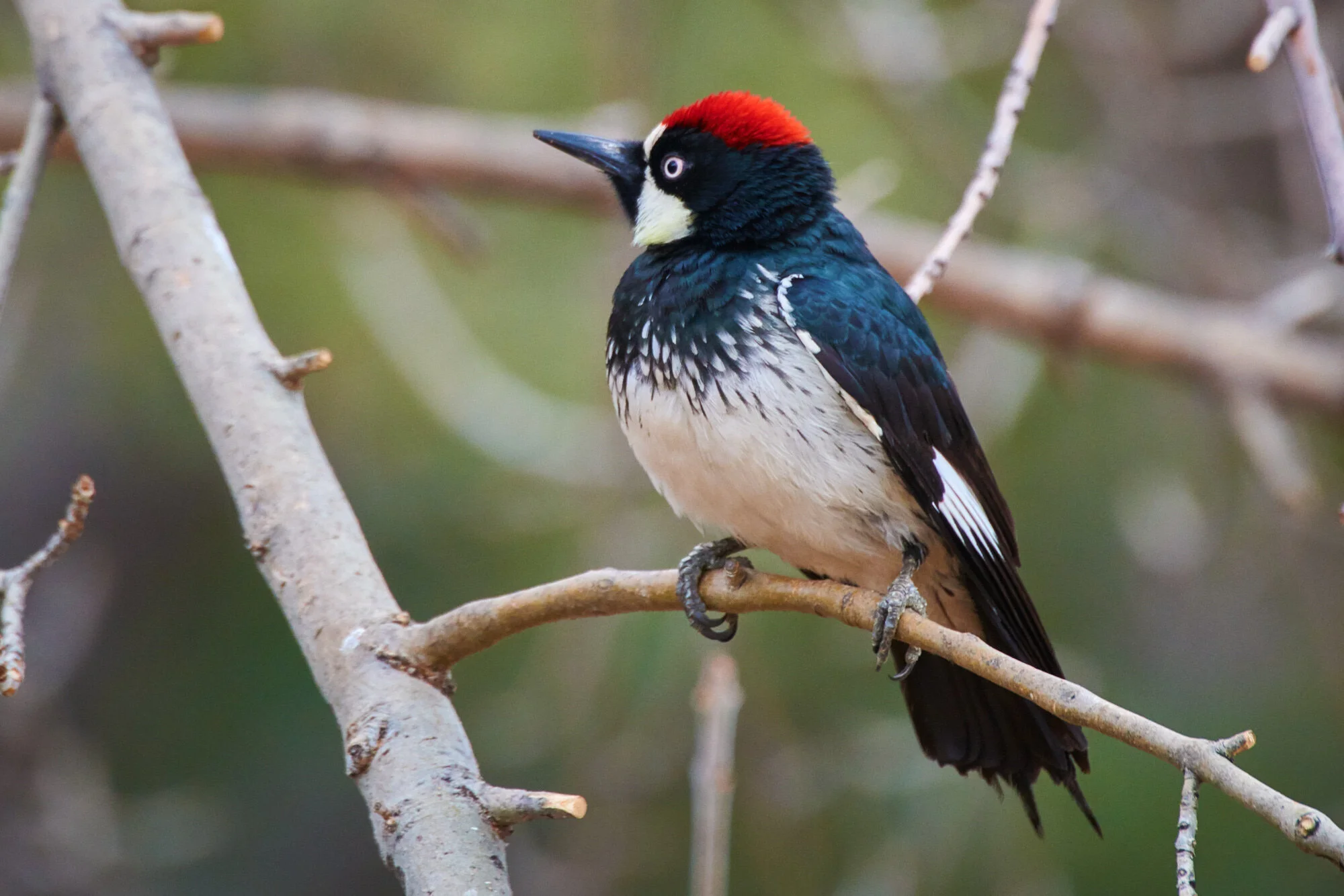 Acorn Woodpecker