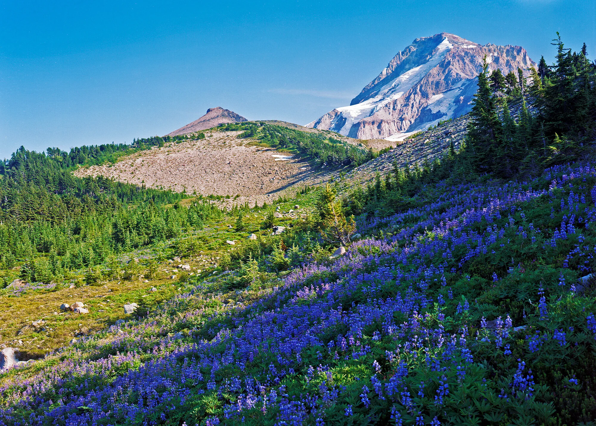 Vista Ridge, Mt. Hood, Oregon
