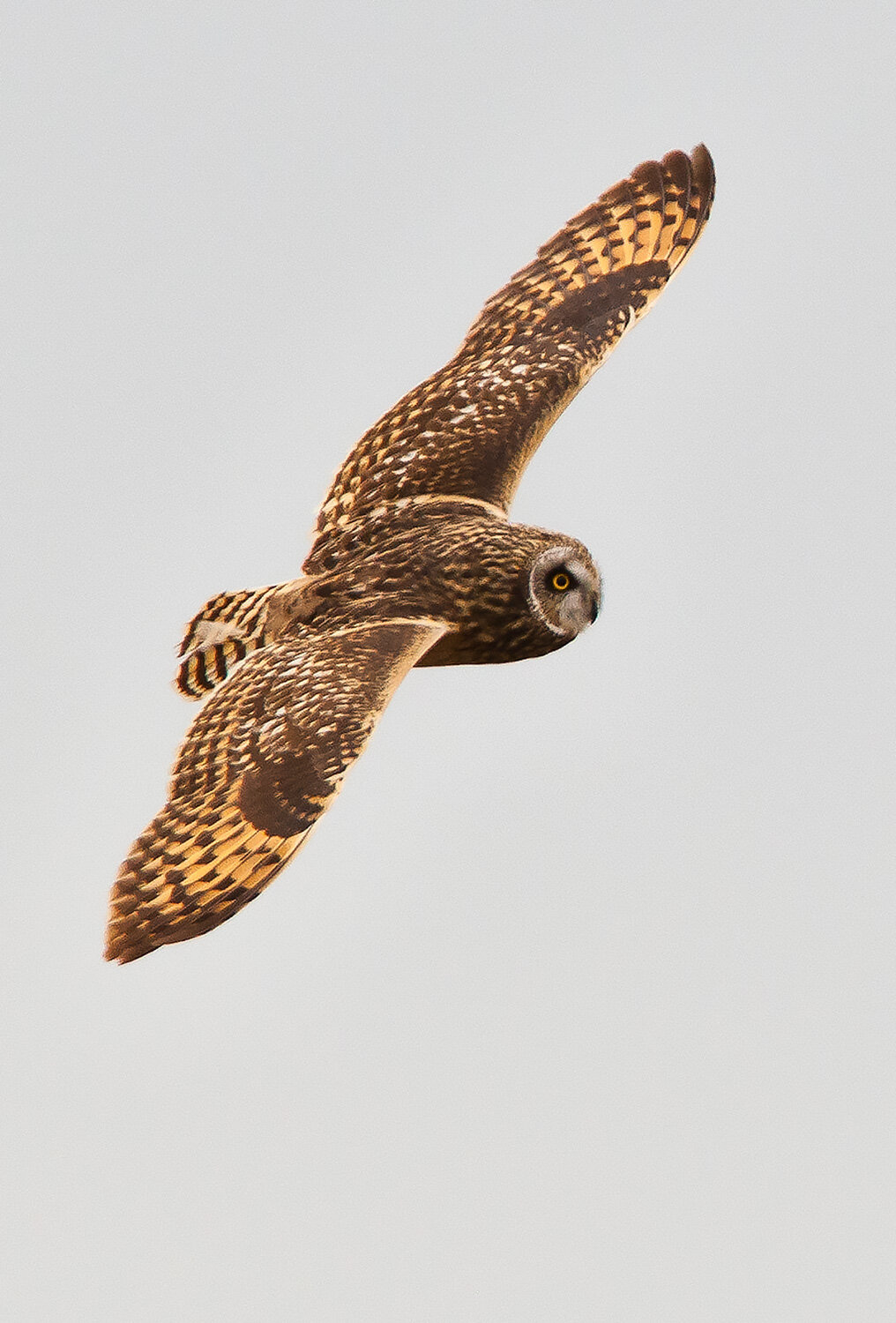 Short-eared Owl