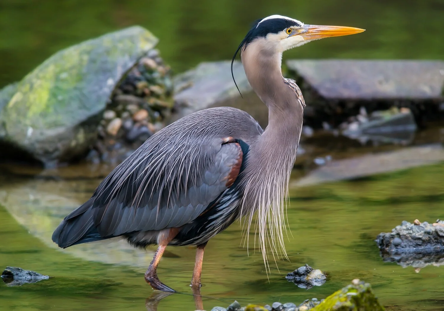Great Blue Heron
