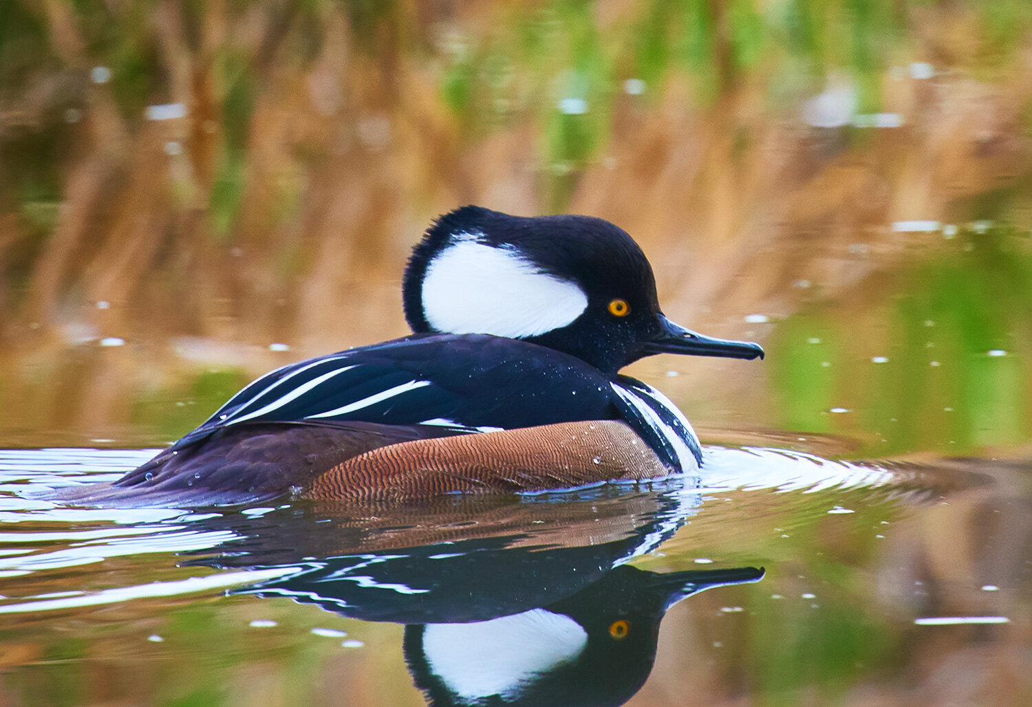 Hooded Merganser