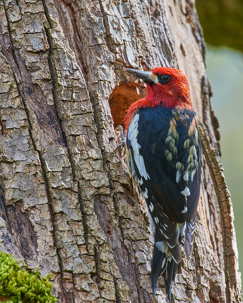 Red-breasted Sapsucker
