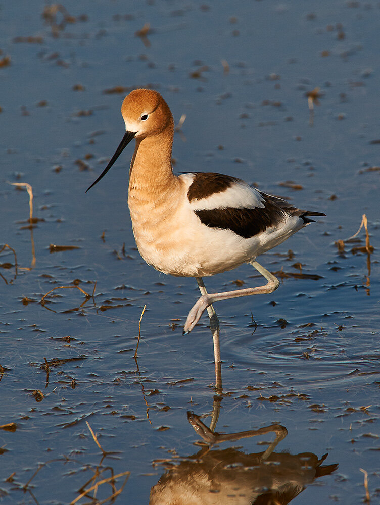 Avocet