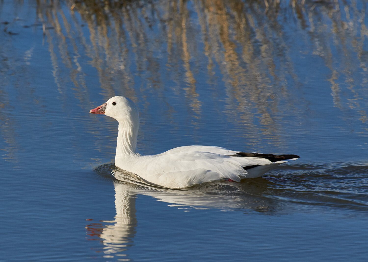 Ross's Goose