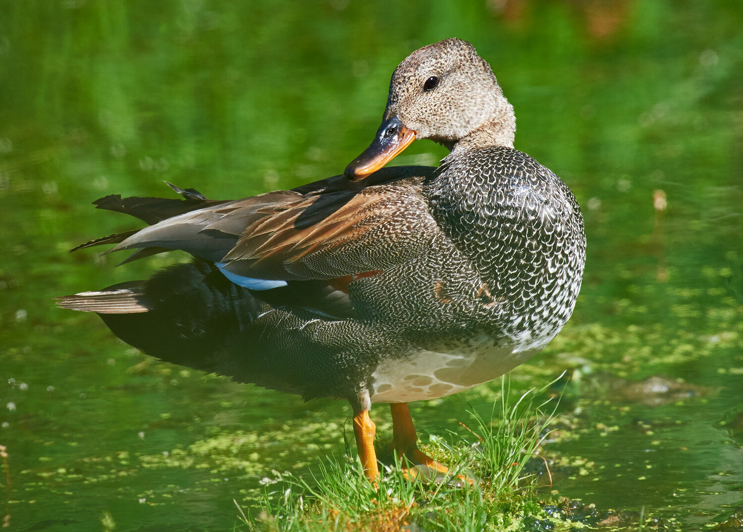 Gadwall