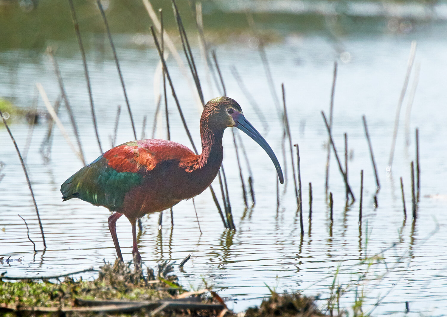 White-faced Ibis