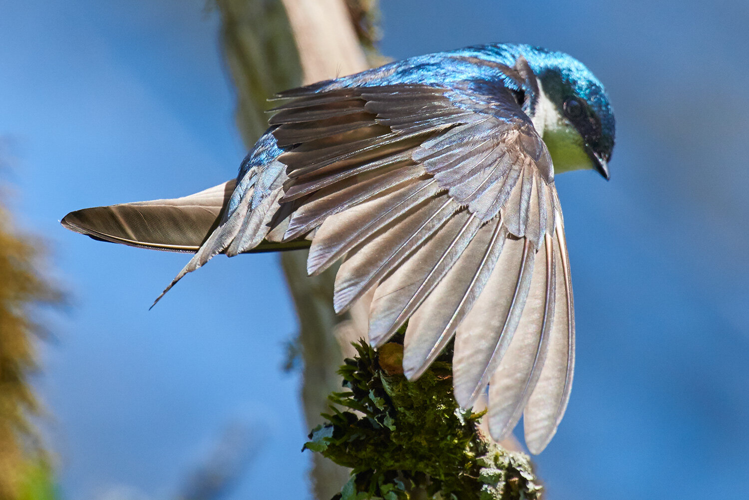 Tree Swallow