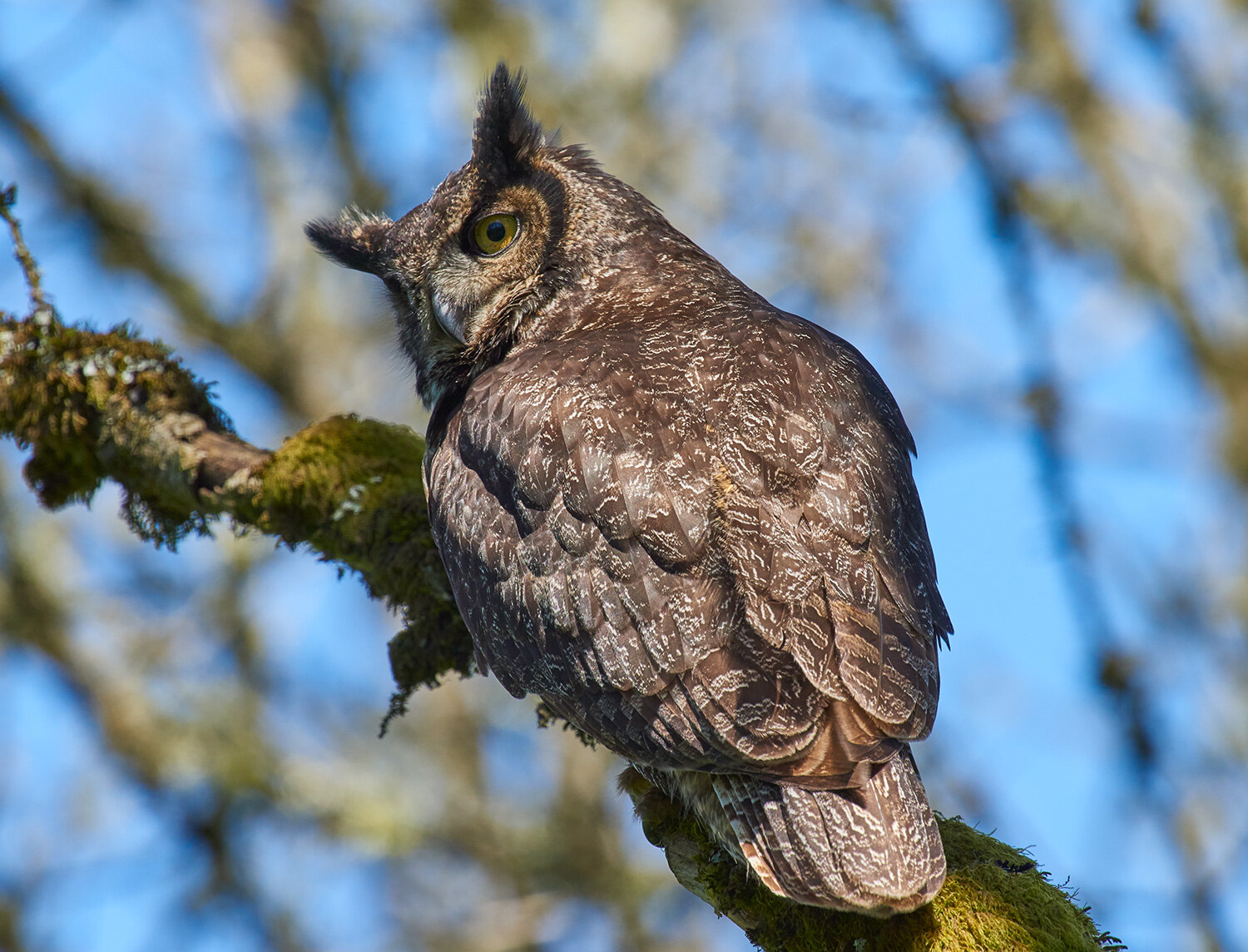 Great Horned Owl