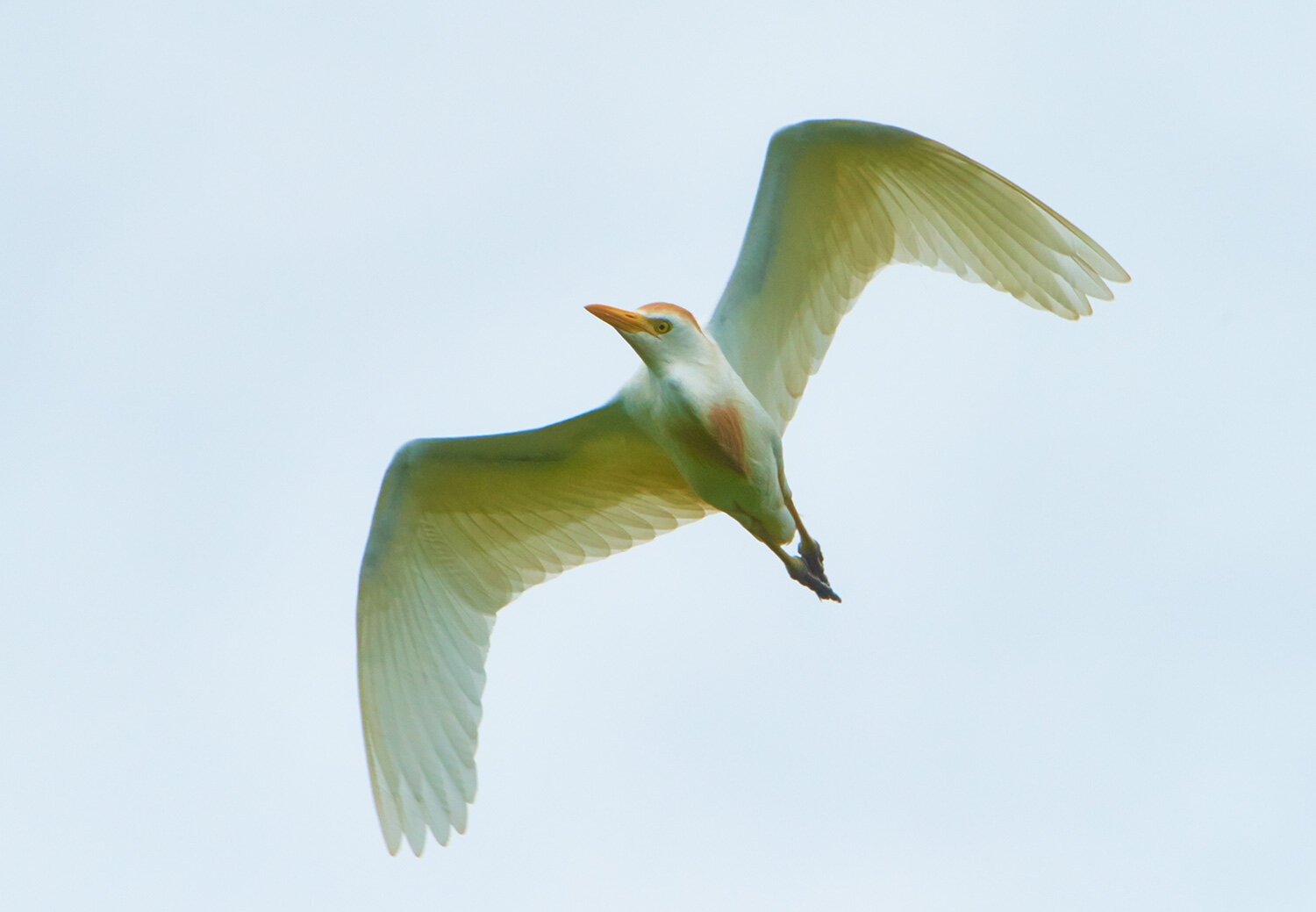 Cattle Egret