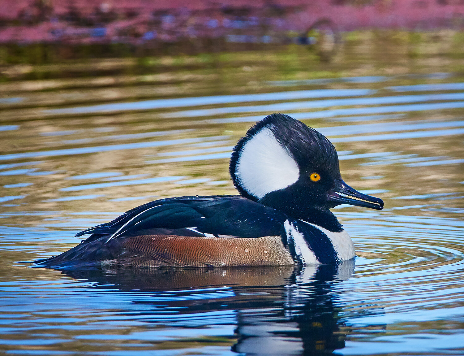 Hooded Merganser 2