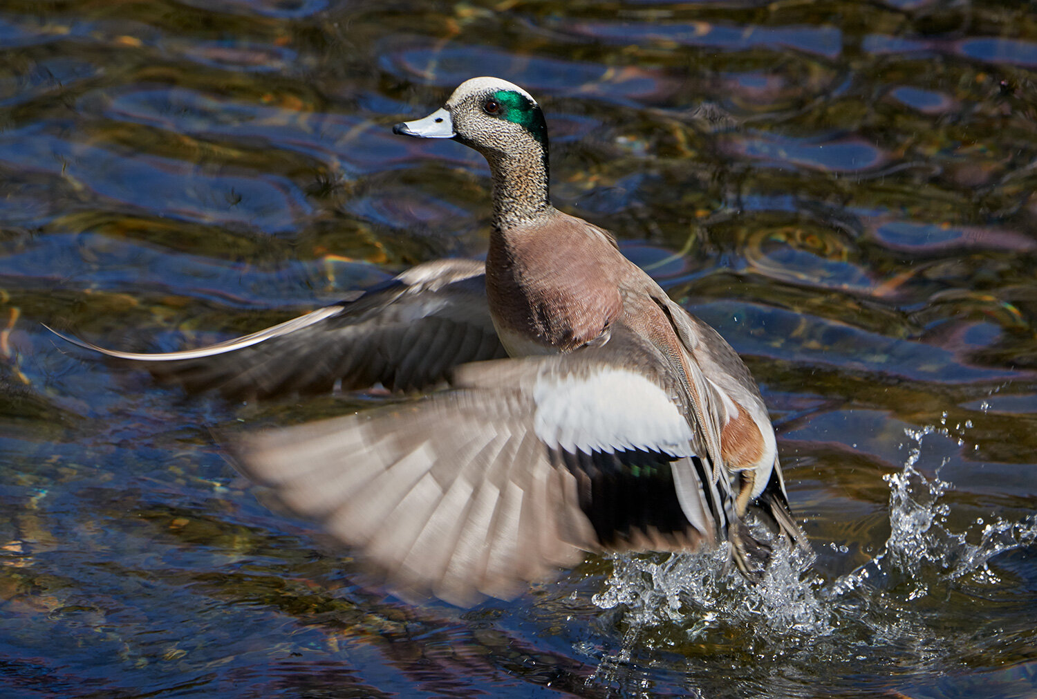 American Wigeon