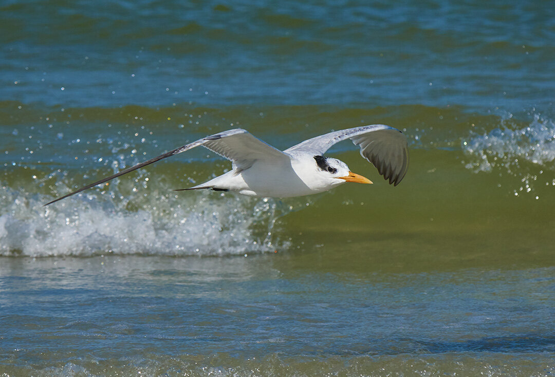 Caspian Tern
