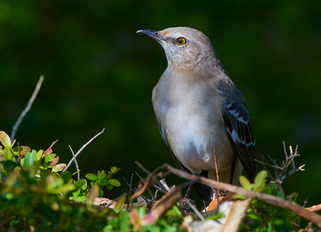 Mockingbird