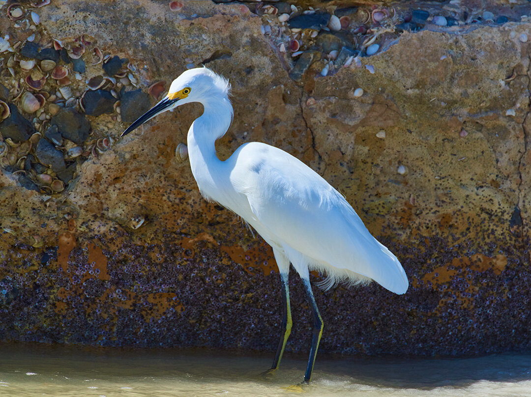 Snowy Egret