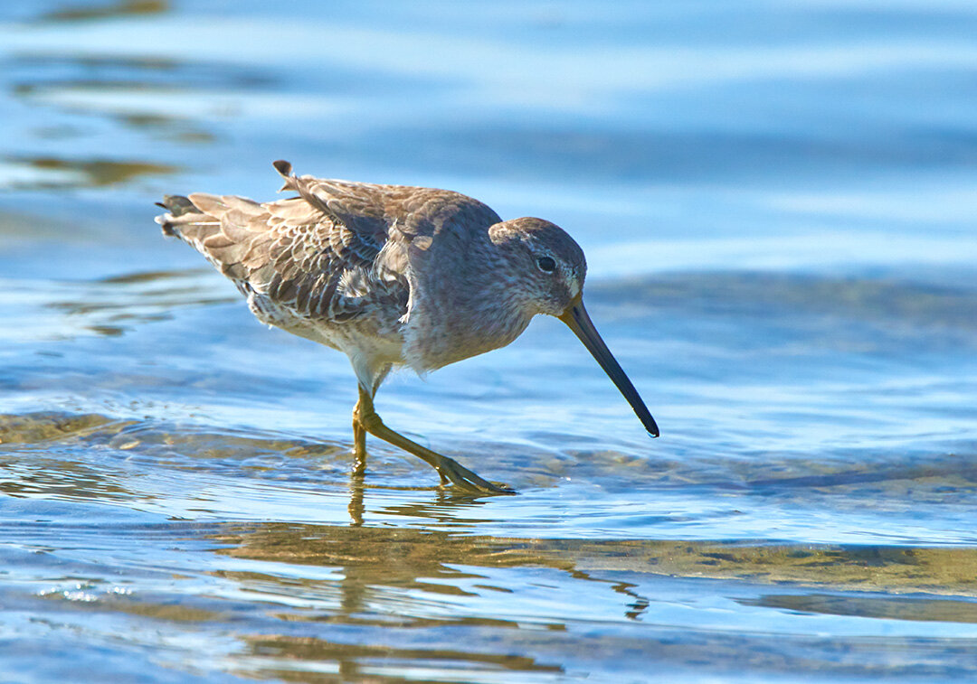 Stilt Sandpiper