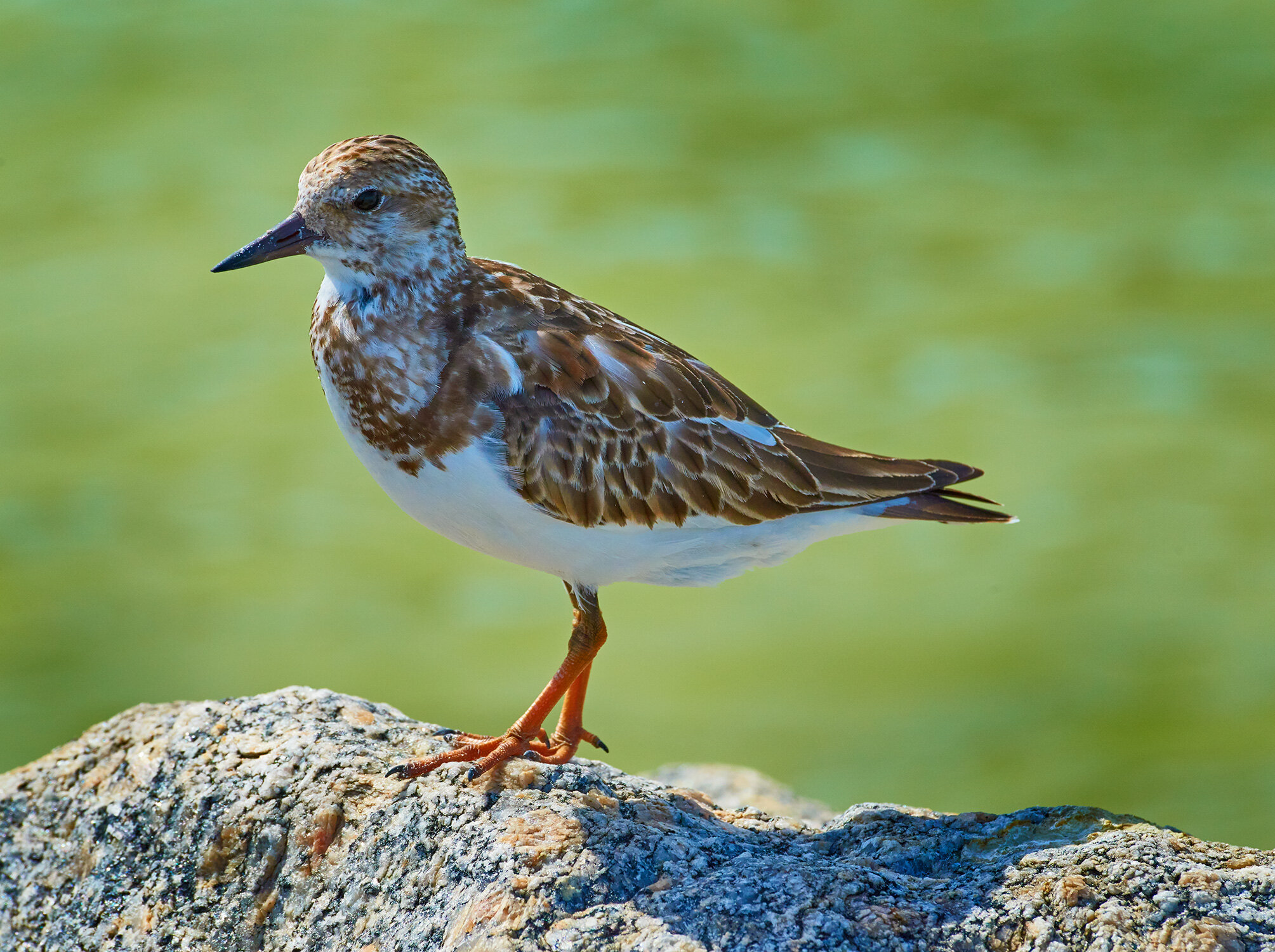 Ruddy Turnstone