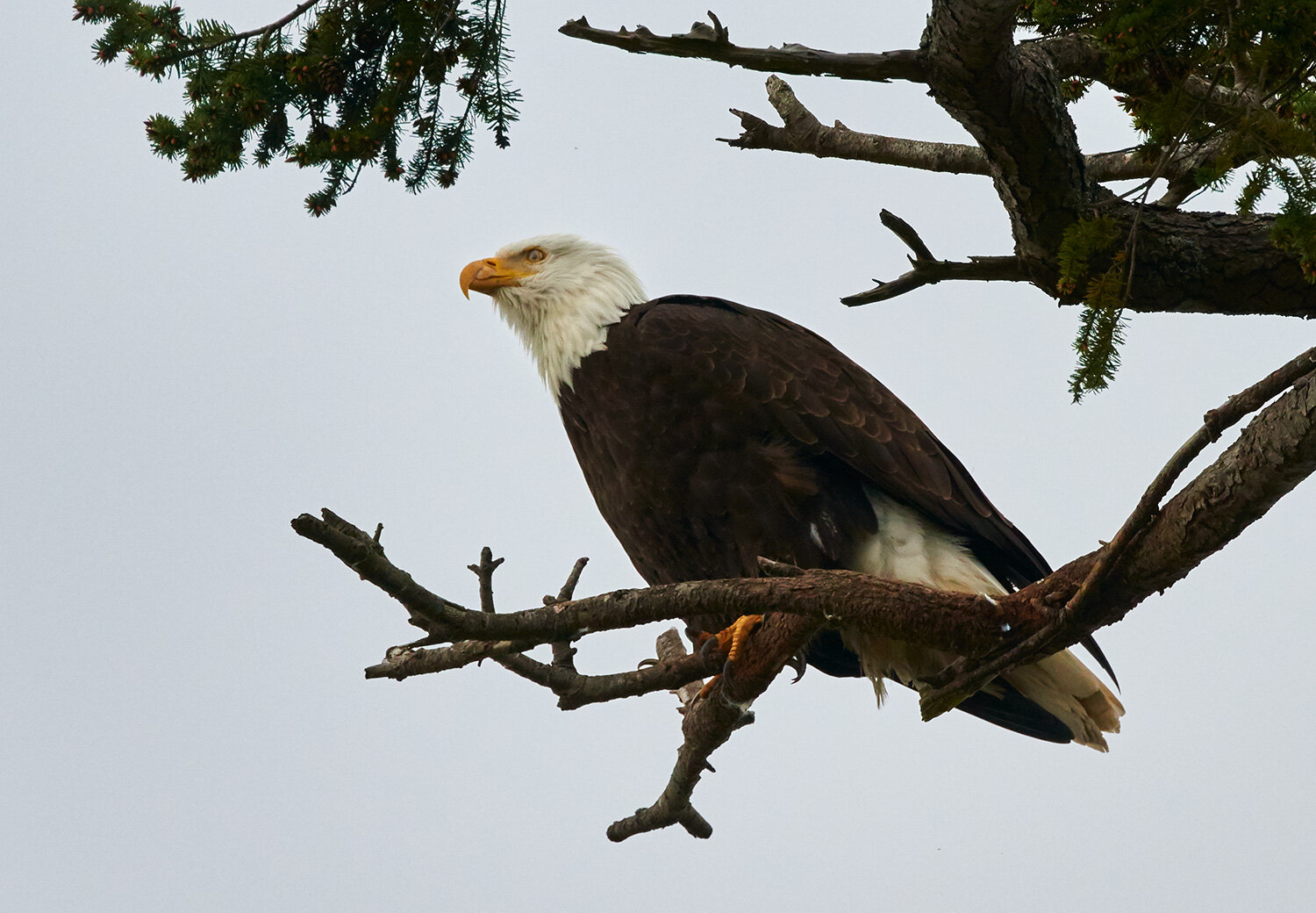 Bald Eagle