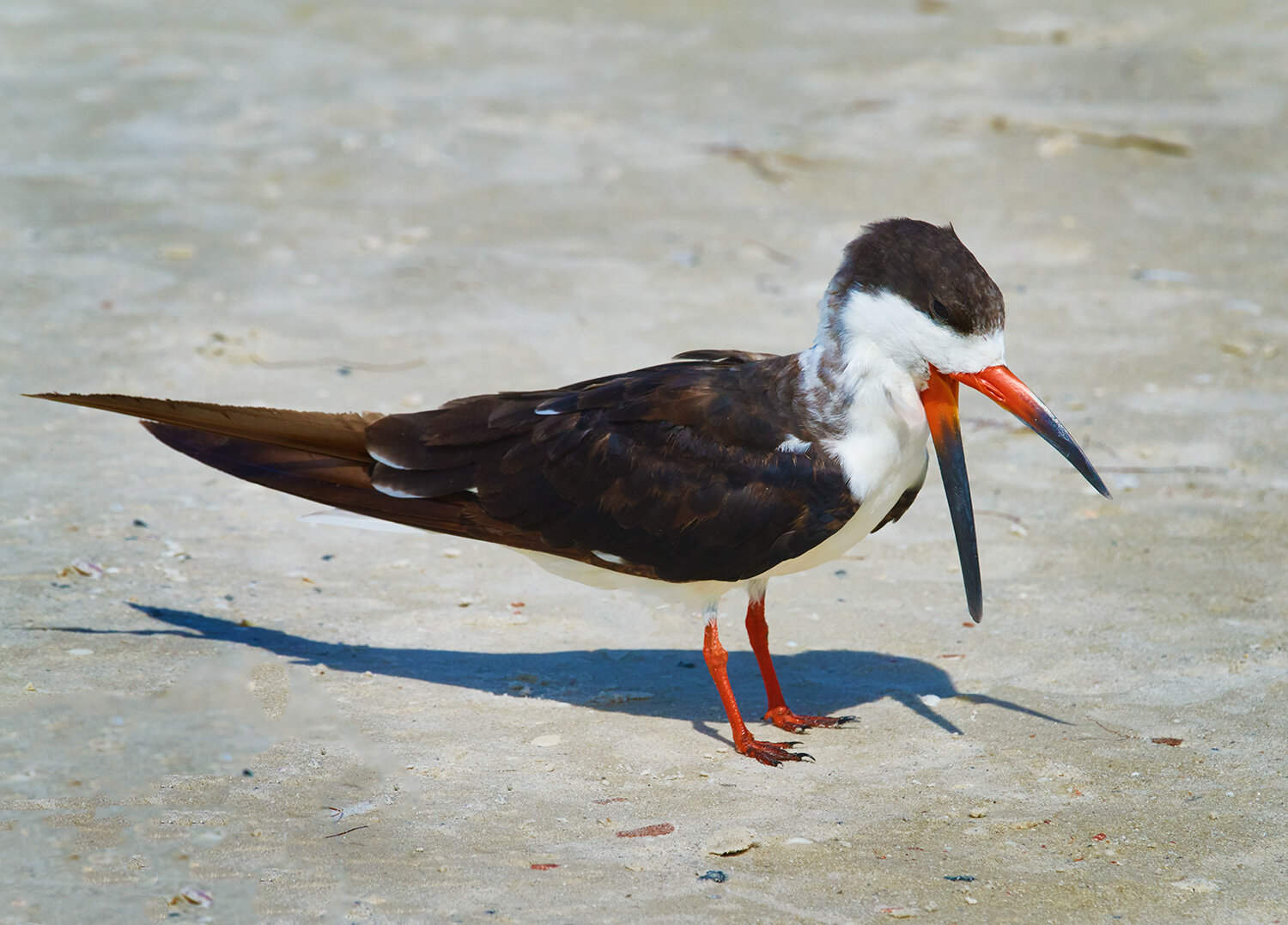 Black Skimmer